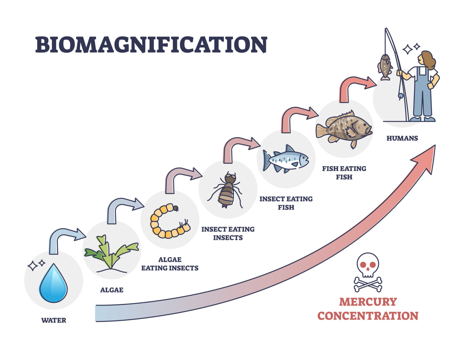 How Do Fish Accumulate Mercury In Their Bodies