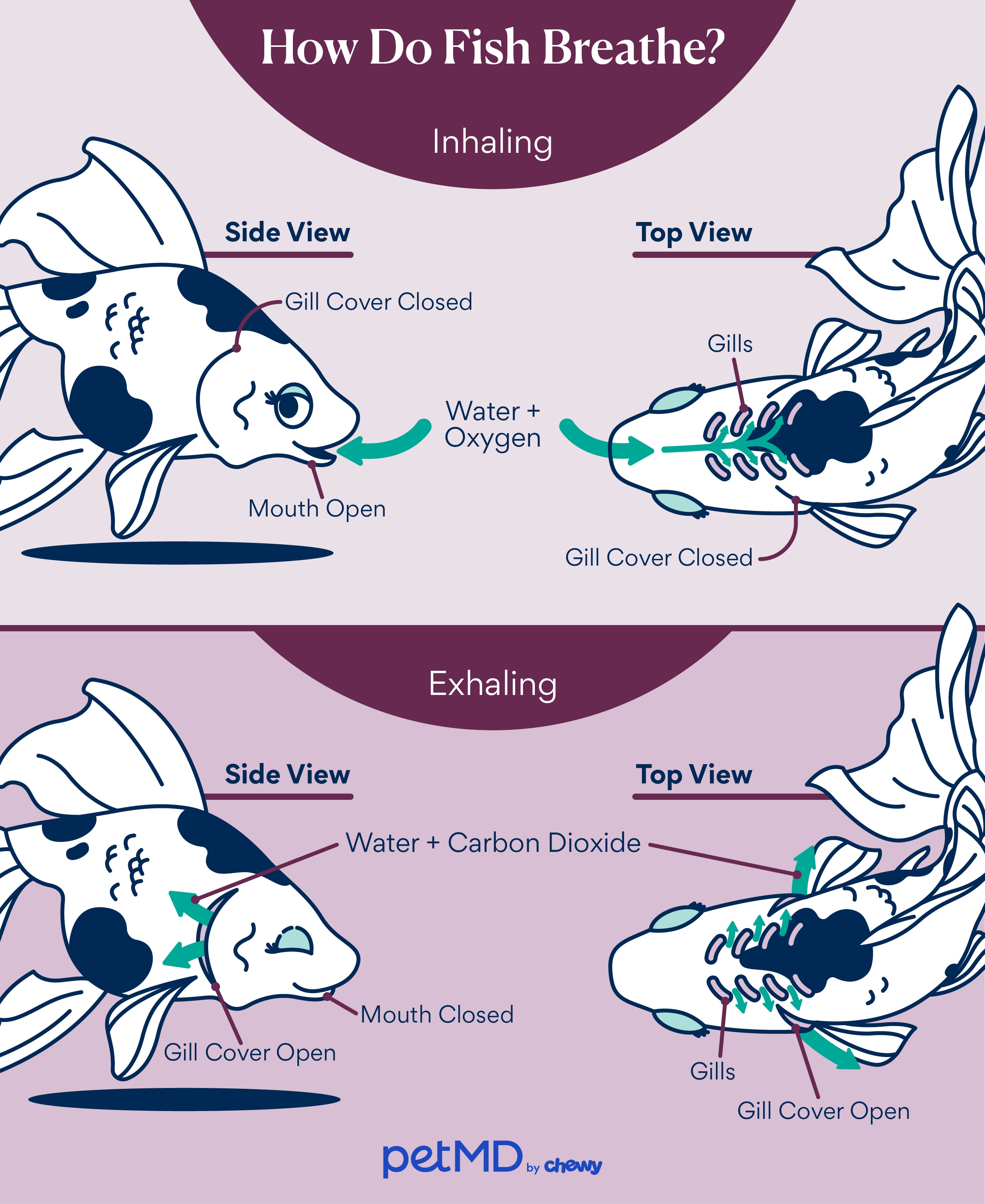How Do Fish Breathe Underwater And Why It Matters For Marine Life