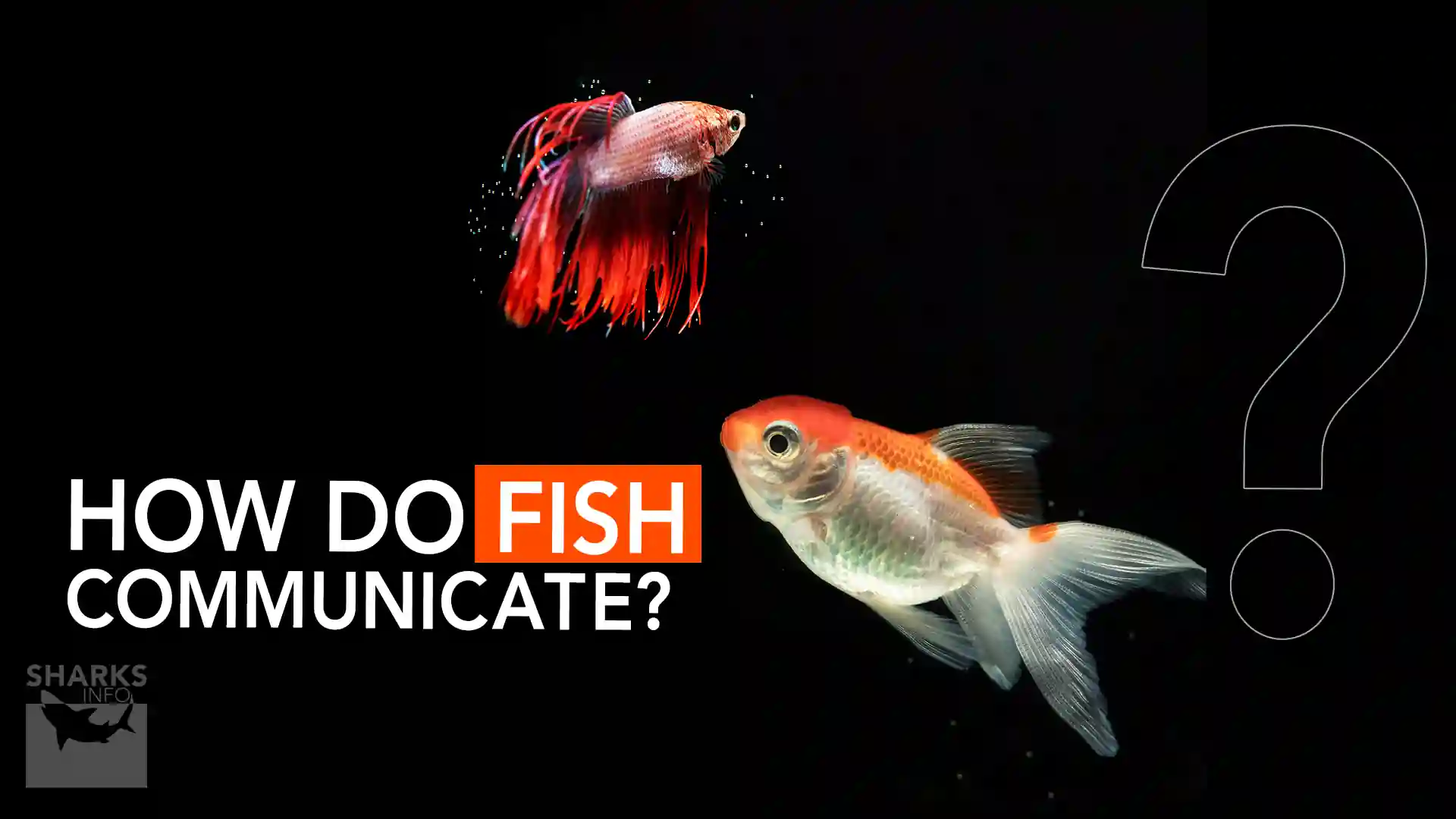 Building A Bond: How Do Fish Communicate With Humans
