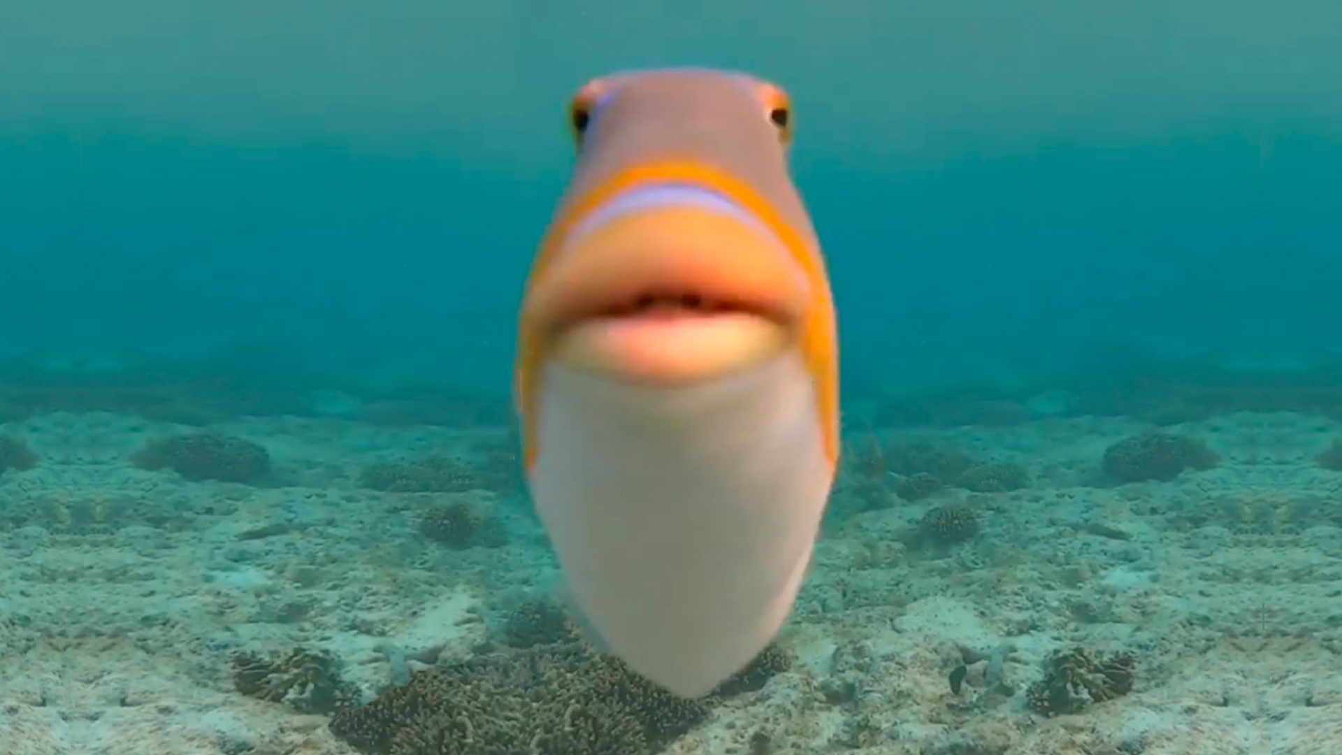 How Fish Really Talk: Signs And Signals You Can See