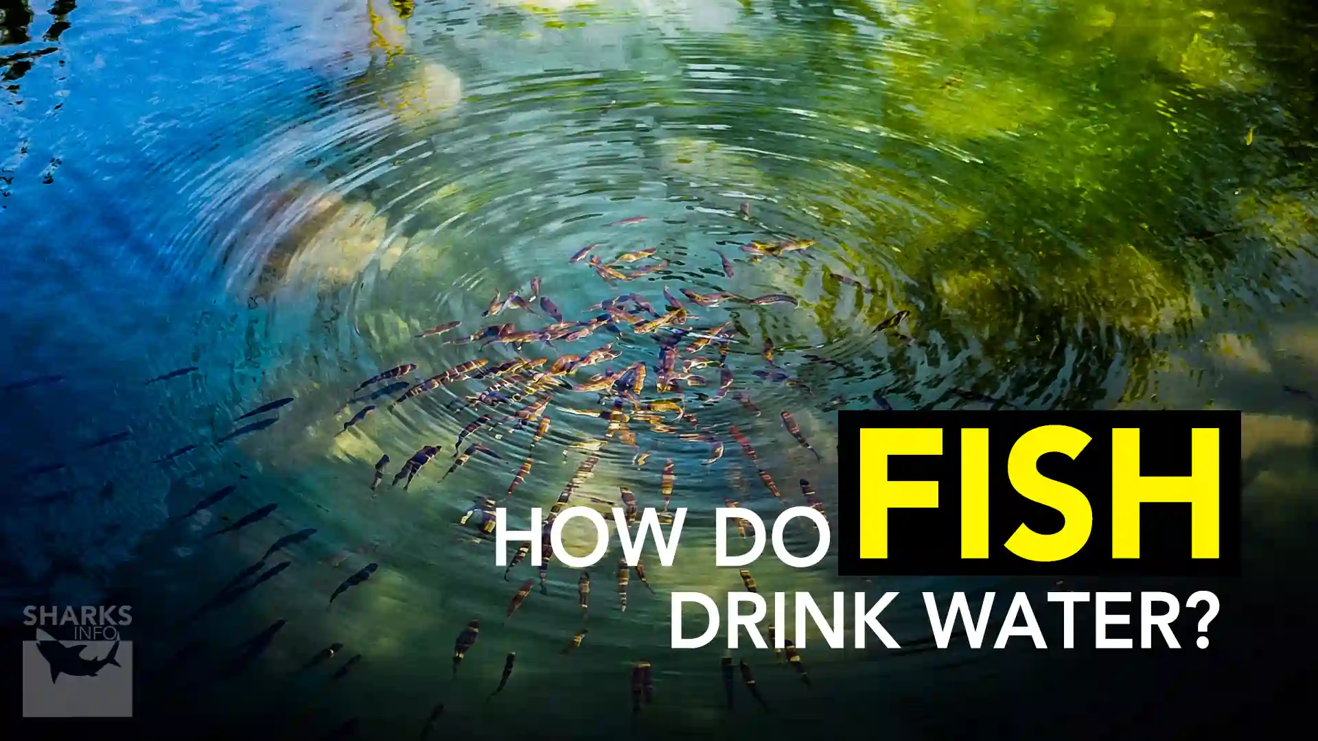 How Do Fish Drink Salt Water Without Dehydrating