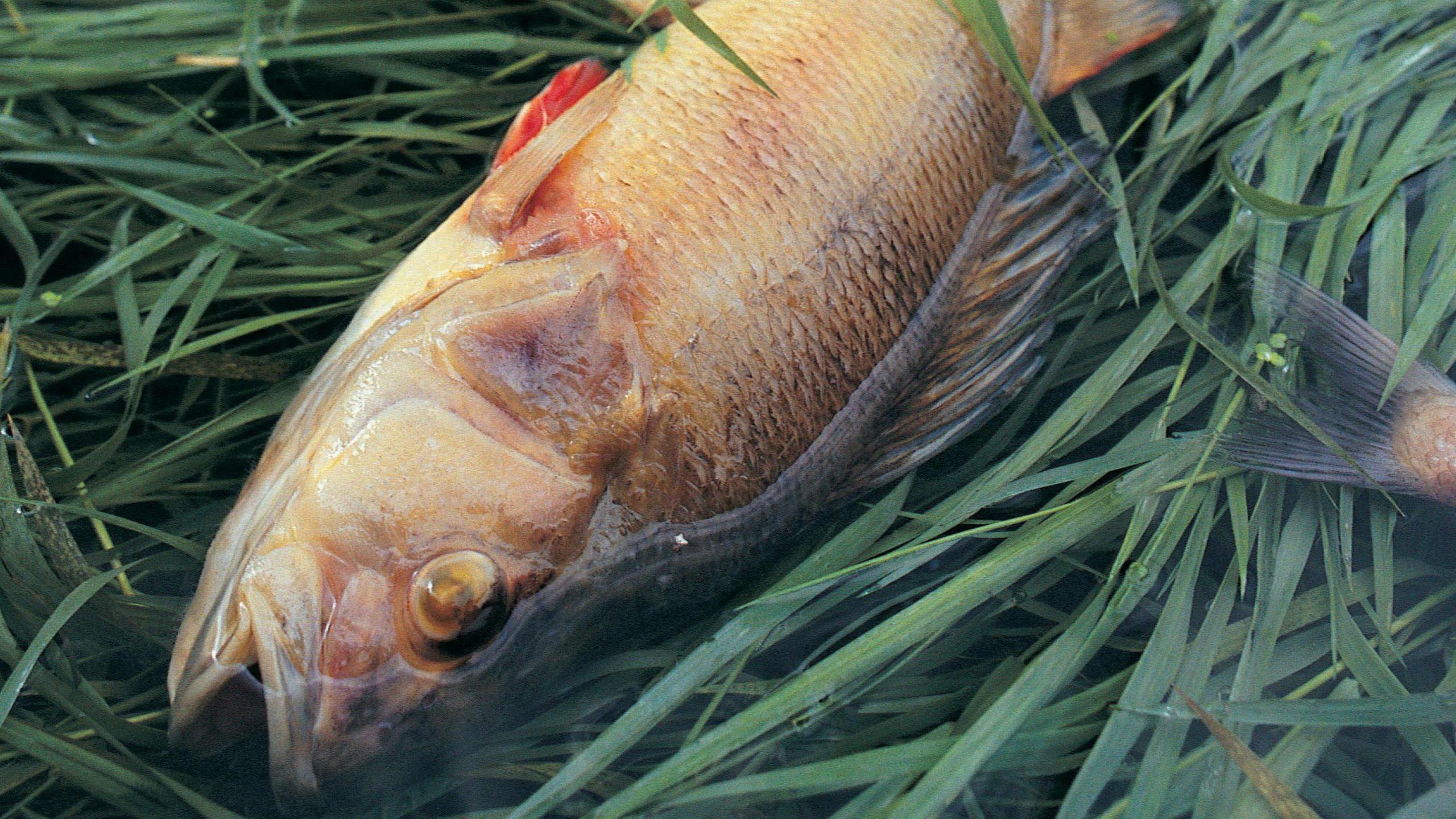 Do Fish Drink Water Facts You Didn't Know | Survival Guide