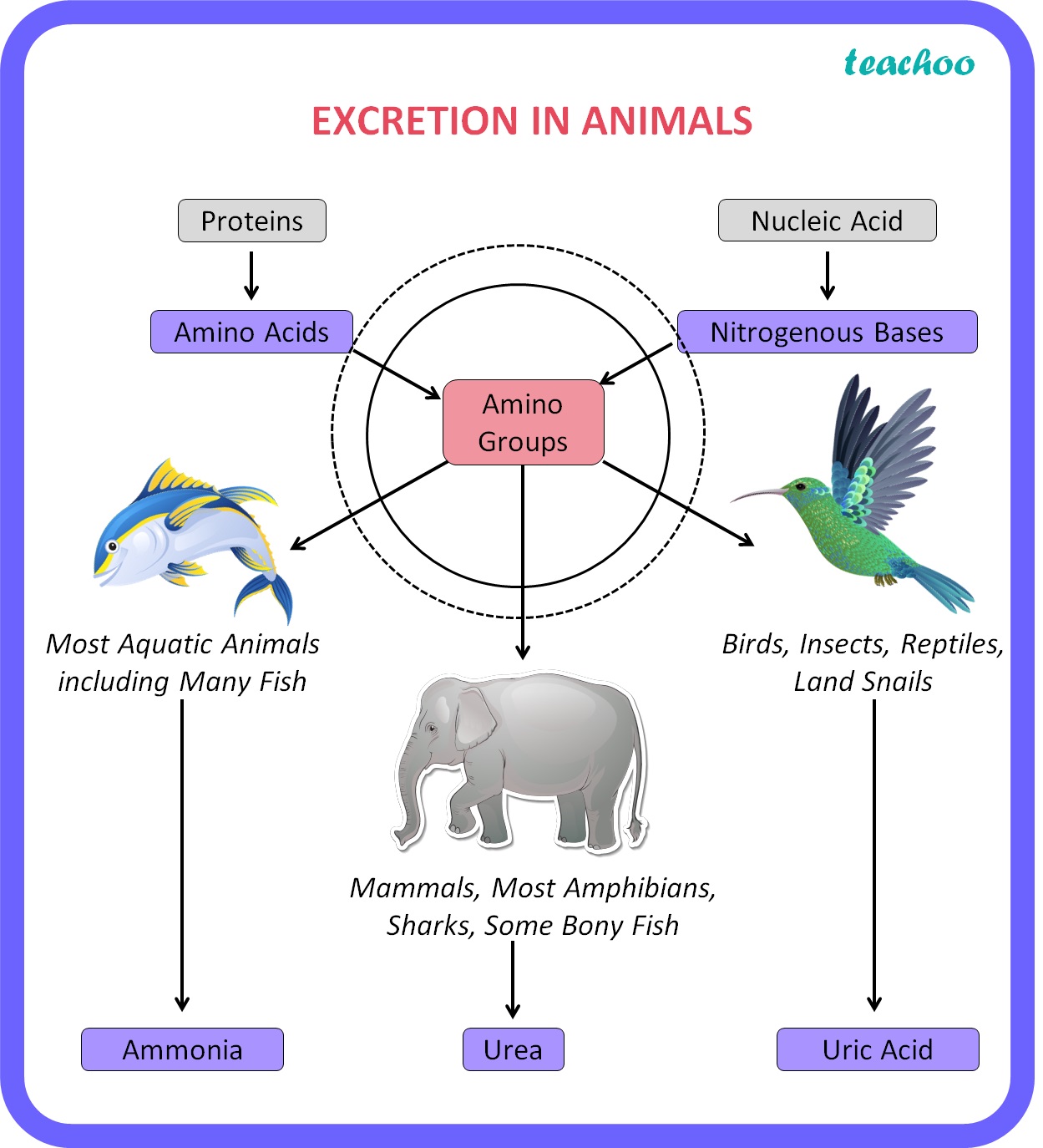 How Do Fish Excrete Waste? A Simple Guide
