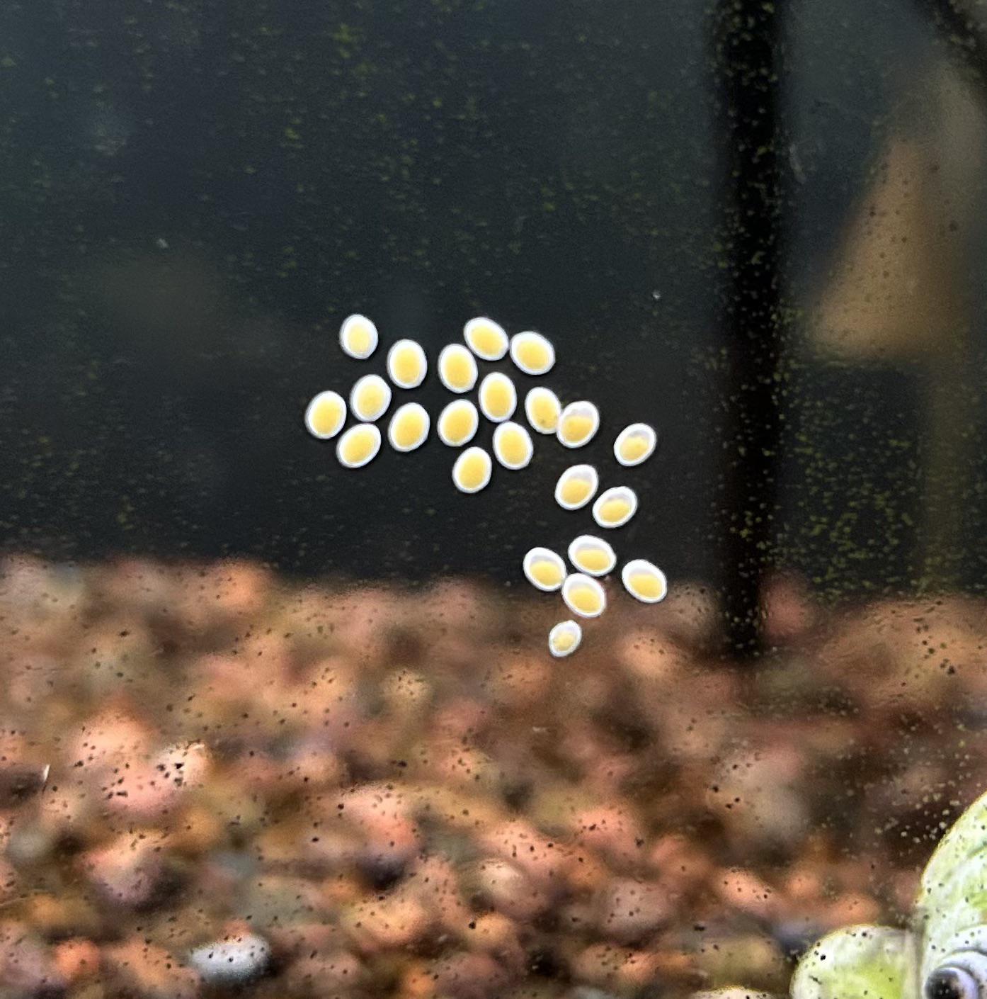 How Do Fish Lay Their Eggs?