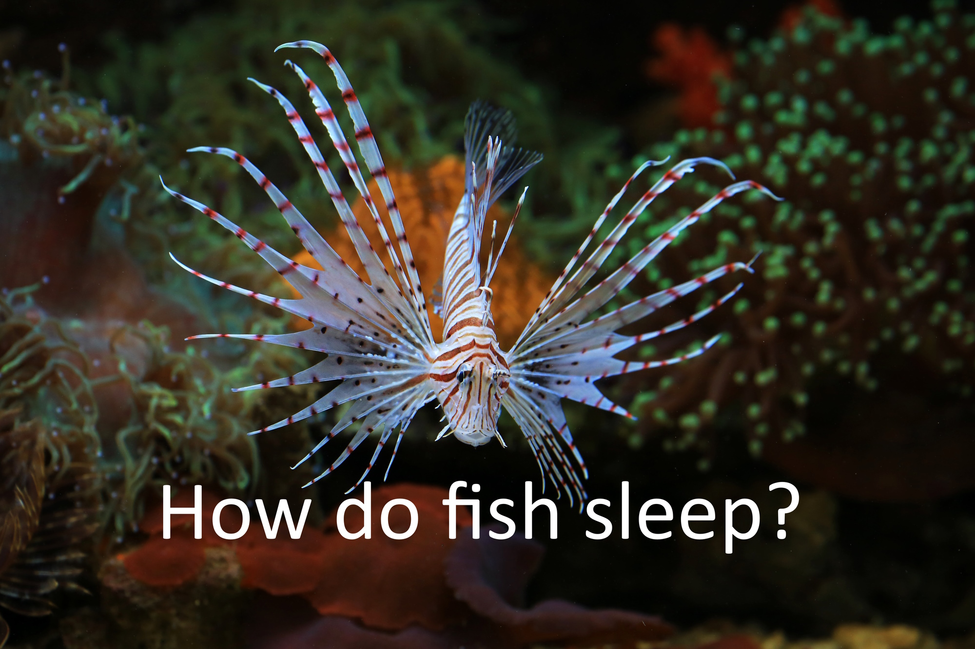 Do Fish Sleep? What They Actually Look Like