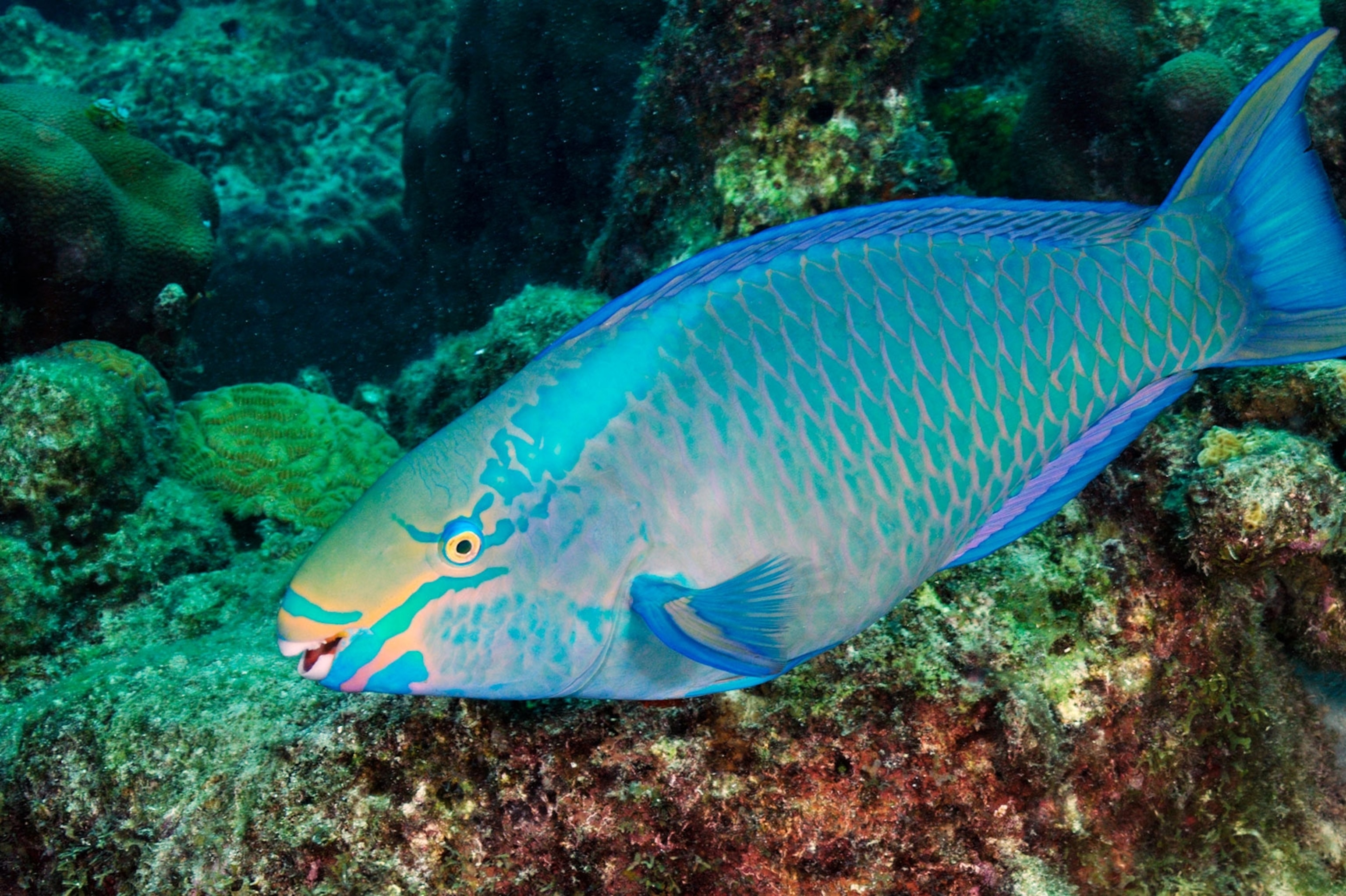 How Do Fish Play: The Surprising Truth Under The Sea