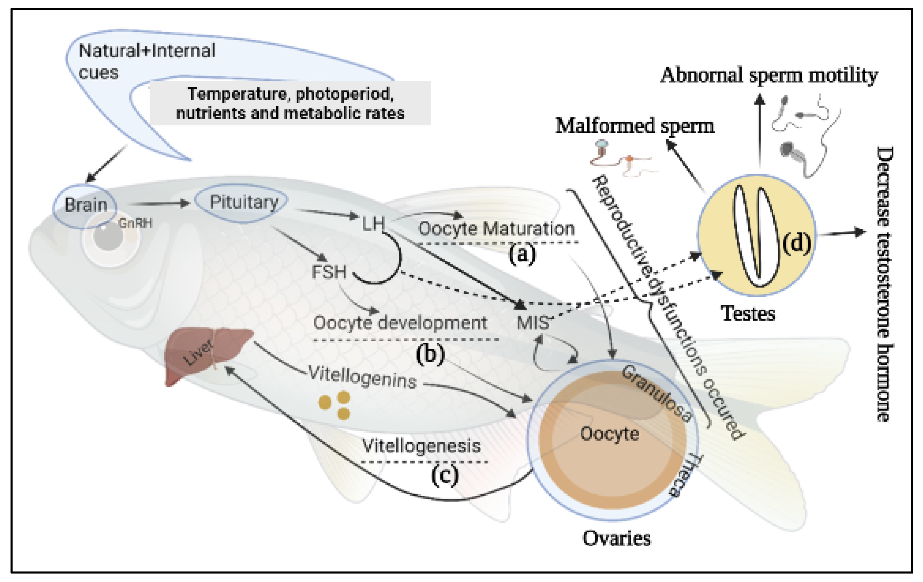 Fish Reproduction: How Do Fish Procreate In The Wild