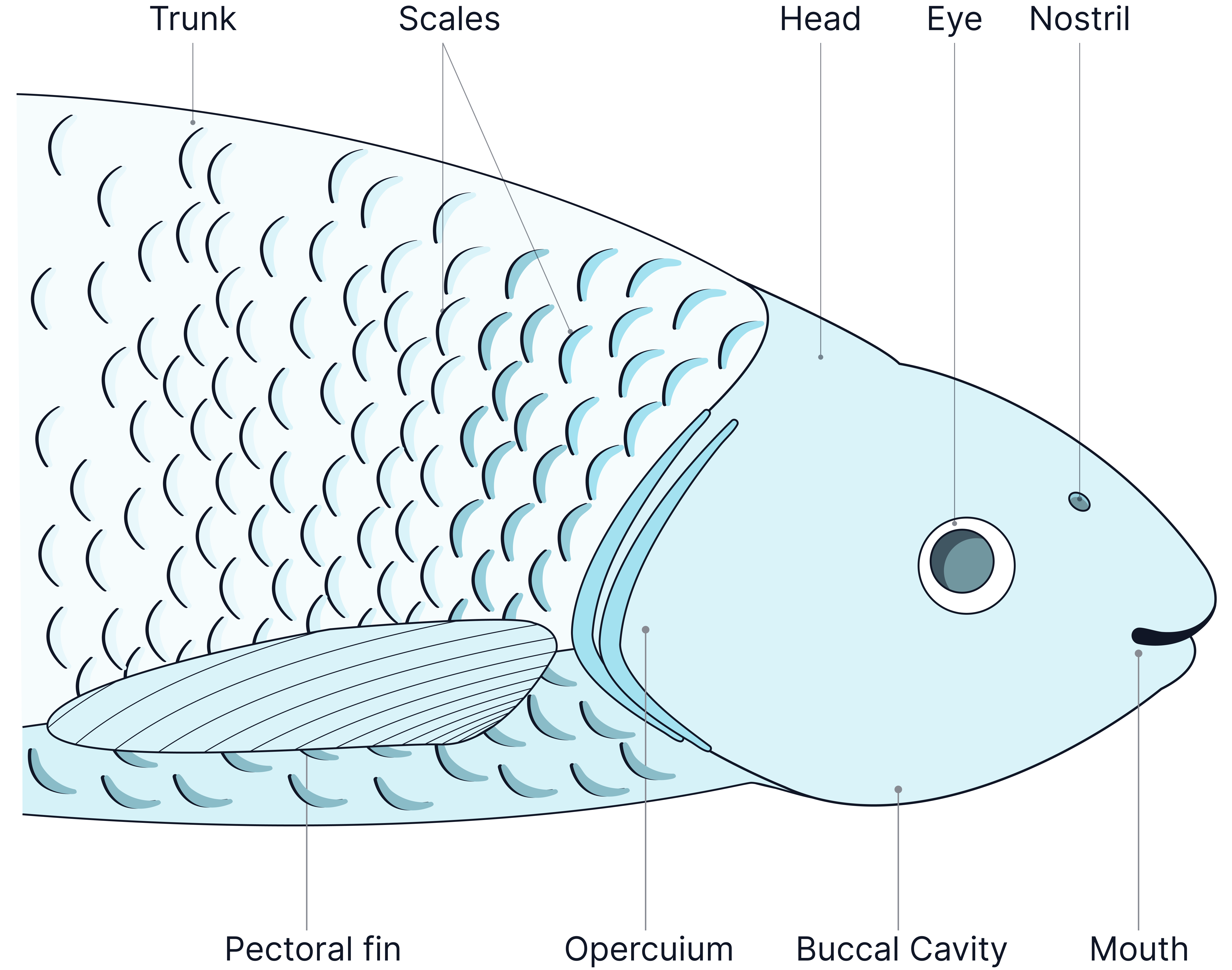 Understanding How Fish Ventilate Their Gills