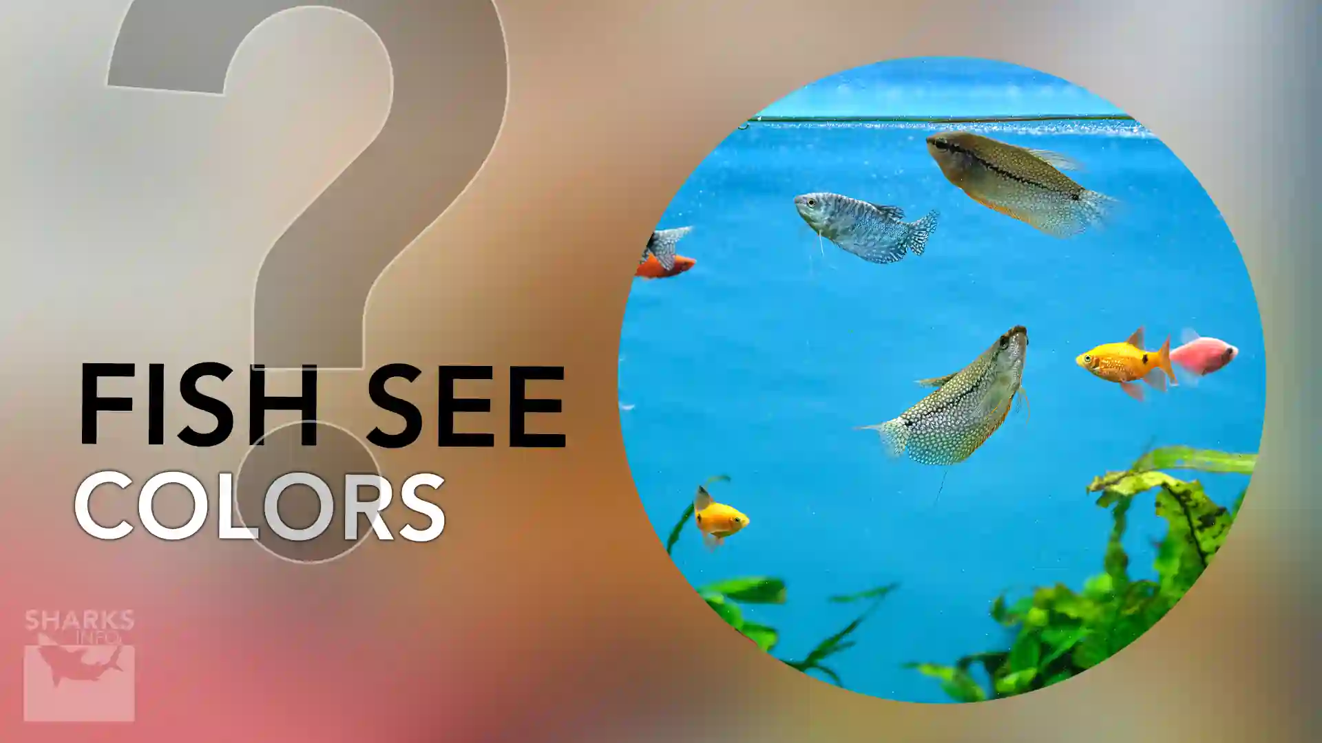 How Do Fish View Humans: What Science Reveals About Their Perspective