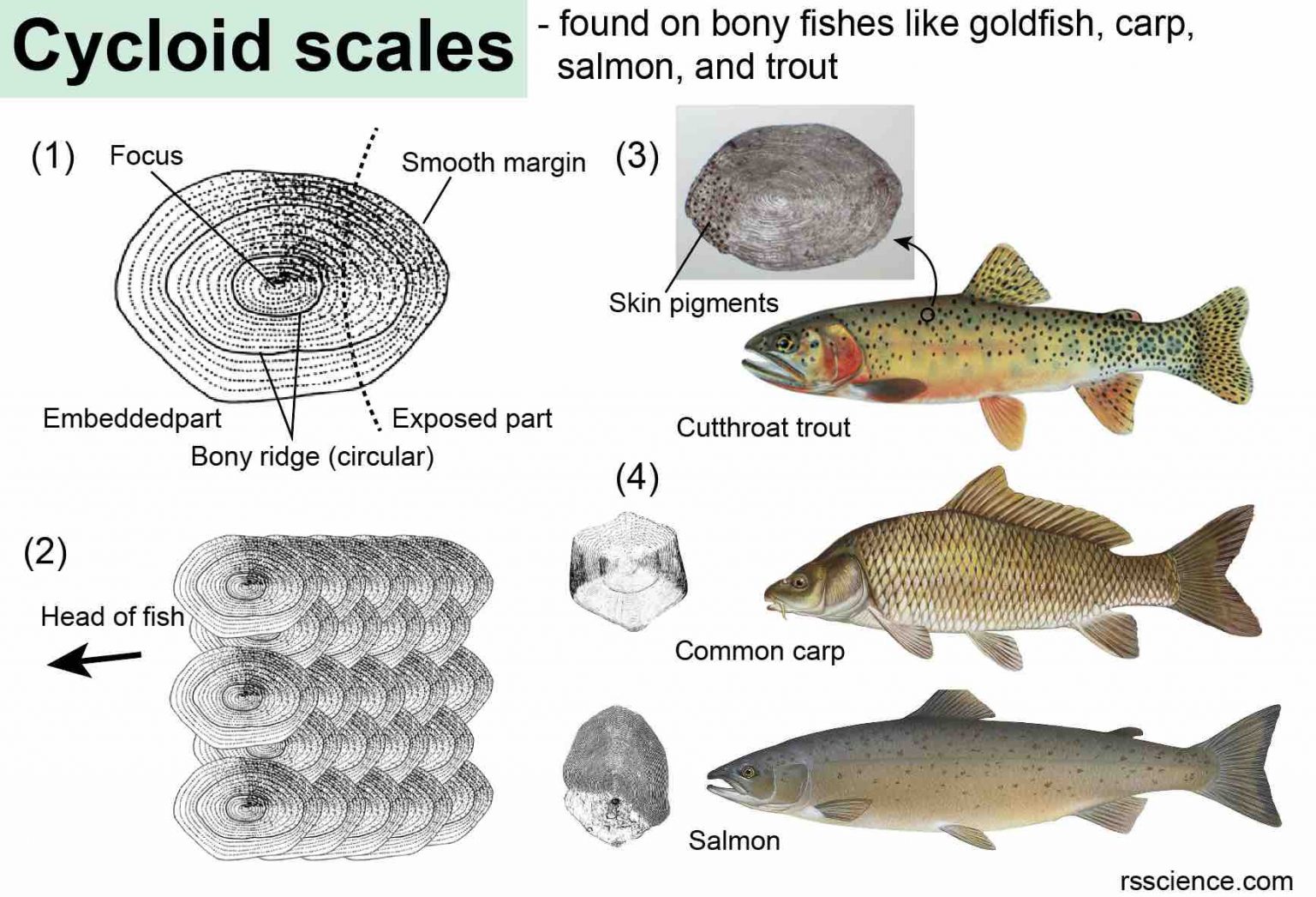 Inside The Scales: How Do Fish Work