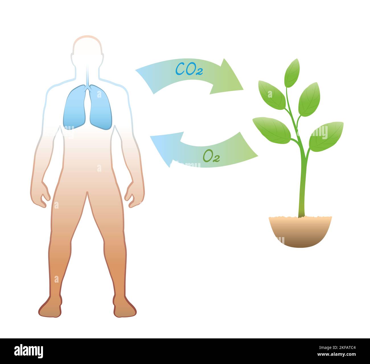 Do Plants Really Breathe Like Humans Understanding How Flowers Exchange Gases