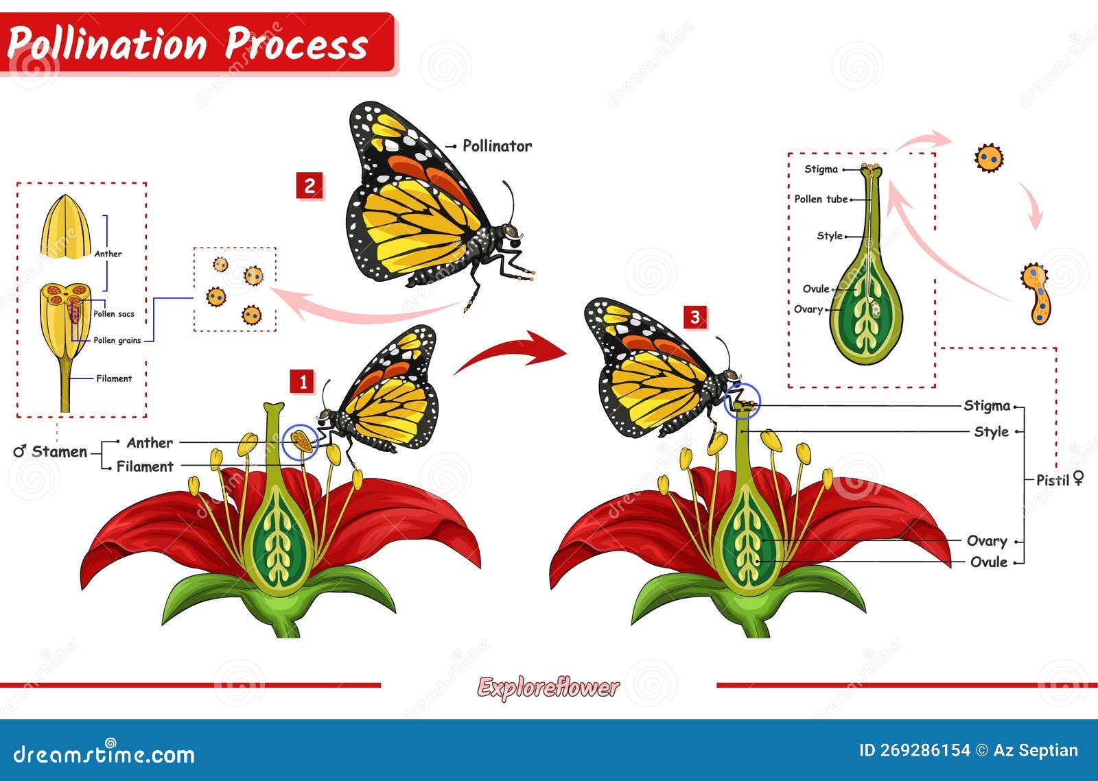 How Do Flowers Pollinate: The Simple Science Explained