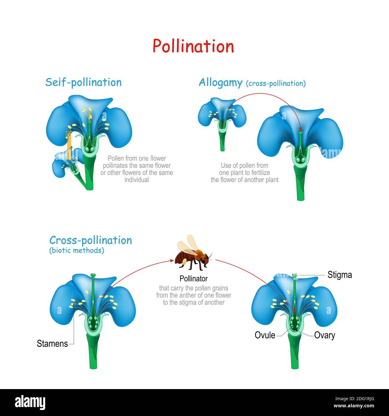 How Do Flowers Prevent Self Pollination? Mechanisms Explained