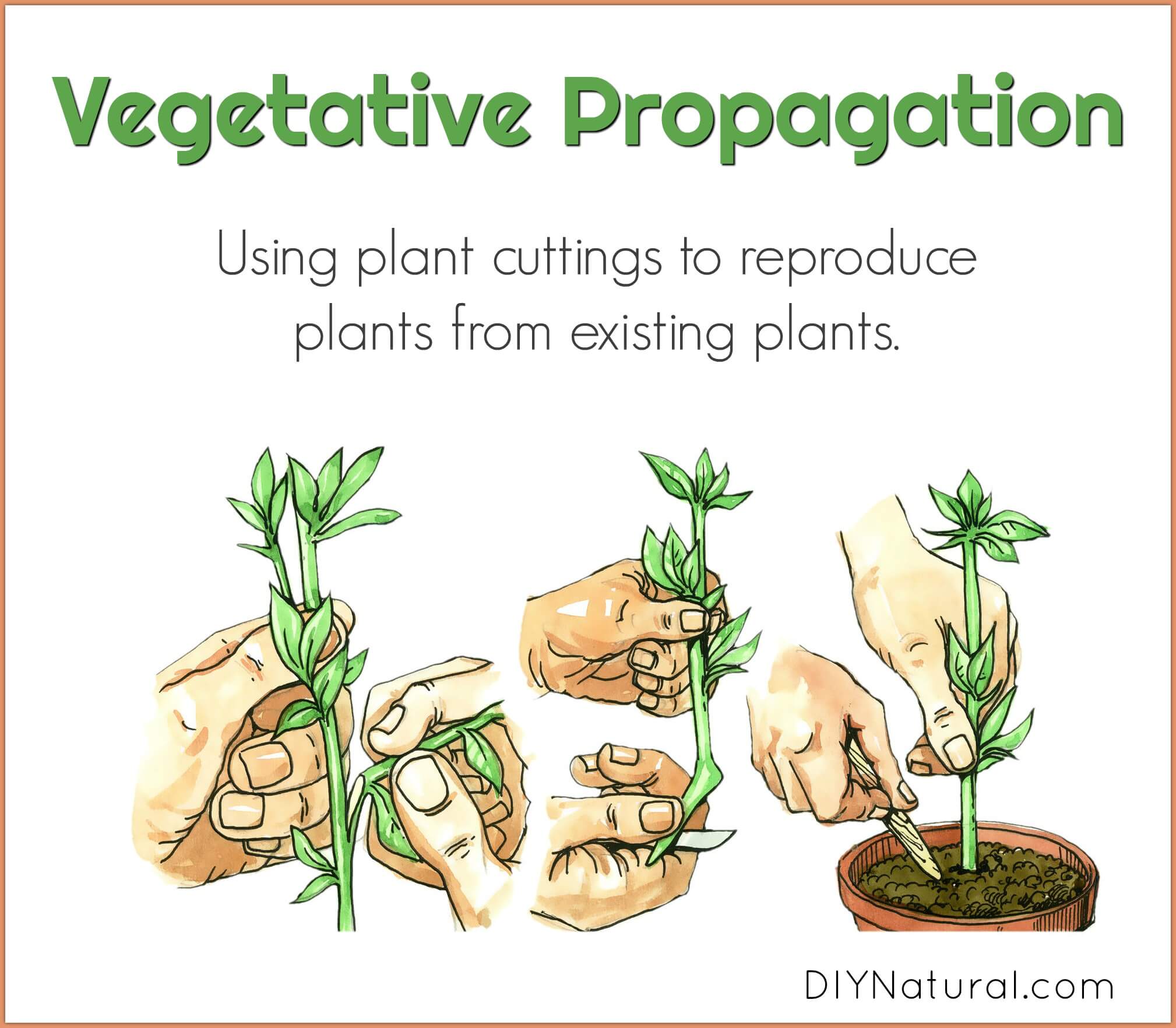 How Flowers Propagate: A Look At Natural Reproduction Methods