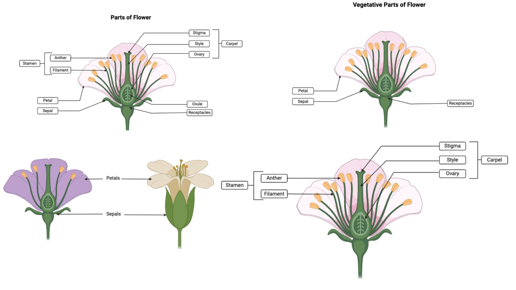 How Flowers Function: Inside The Biology Of Bloom