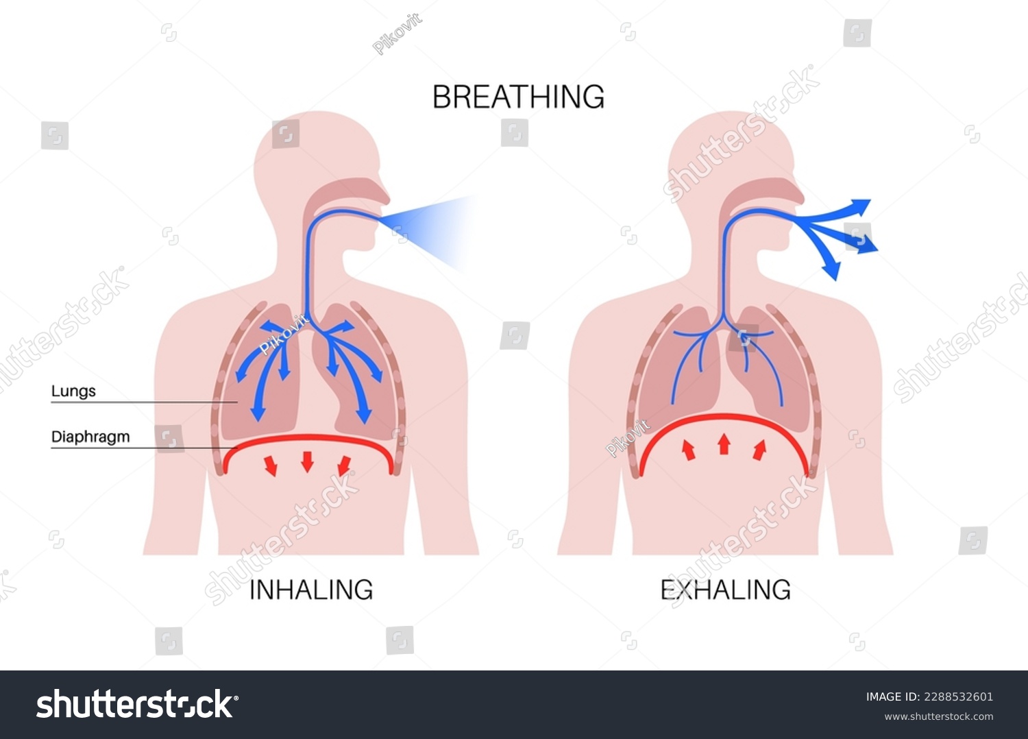 How Your Lungs Breathe: The Simple Science Behind Every Breath