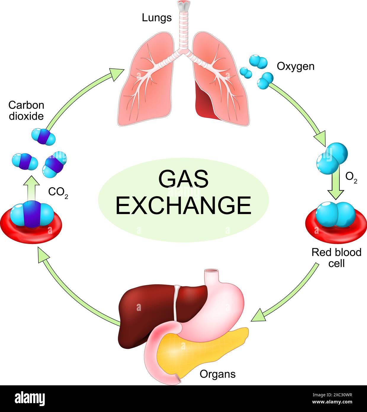 How Do Lungs Excrete Water And Excess Co2 On A Daily Basis