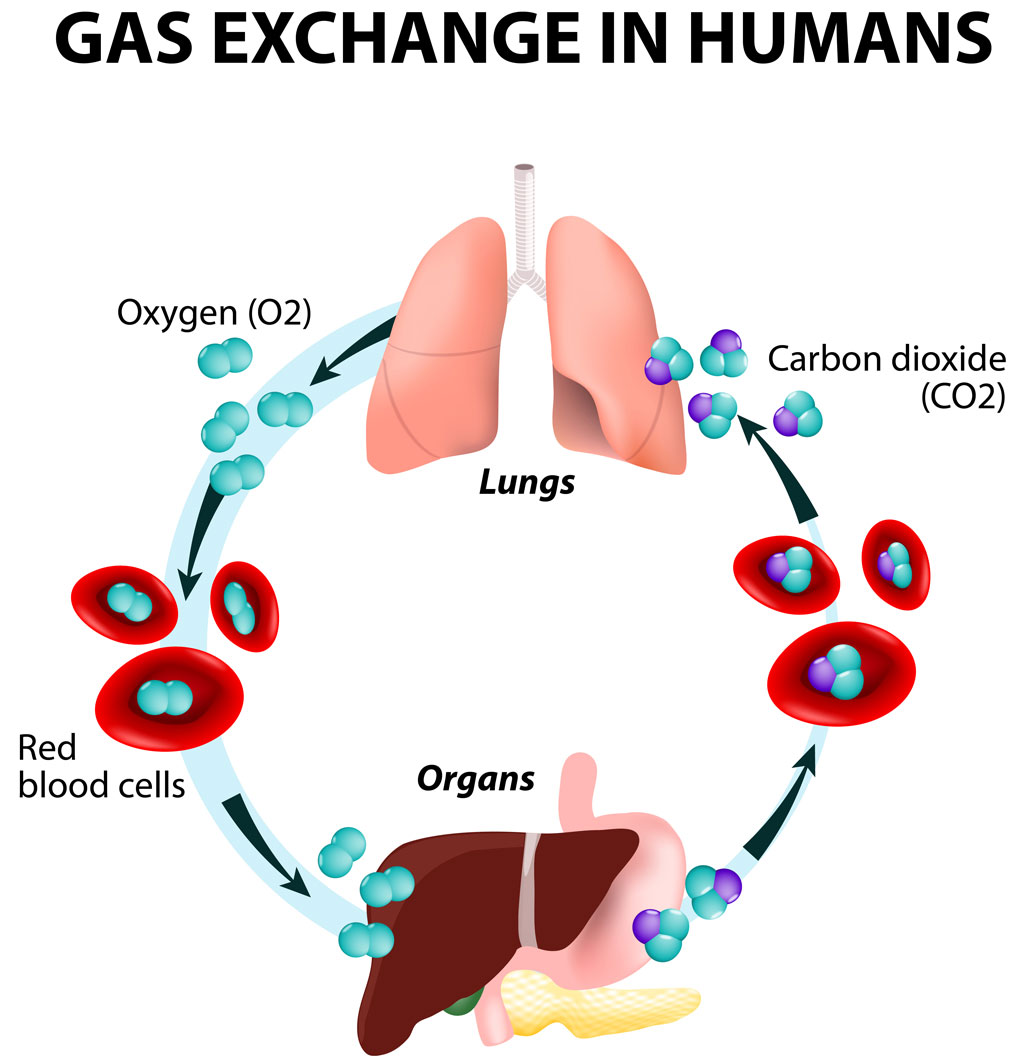 How Do Lungs Get Oxygenated Blood And Move It To The Body