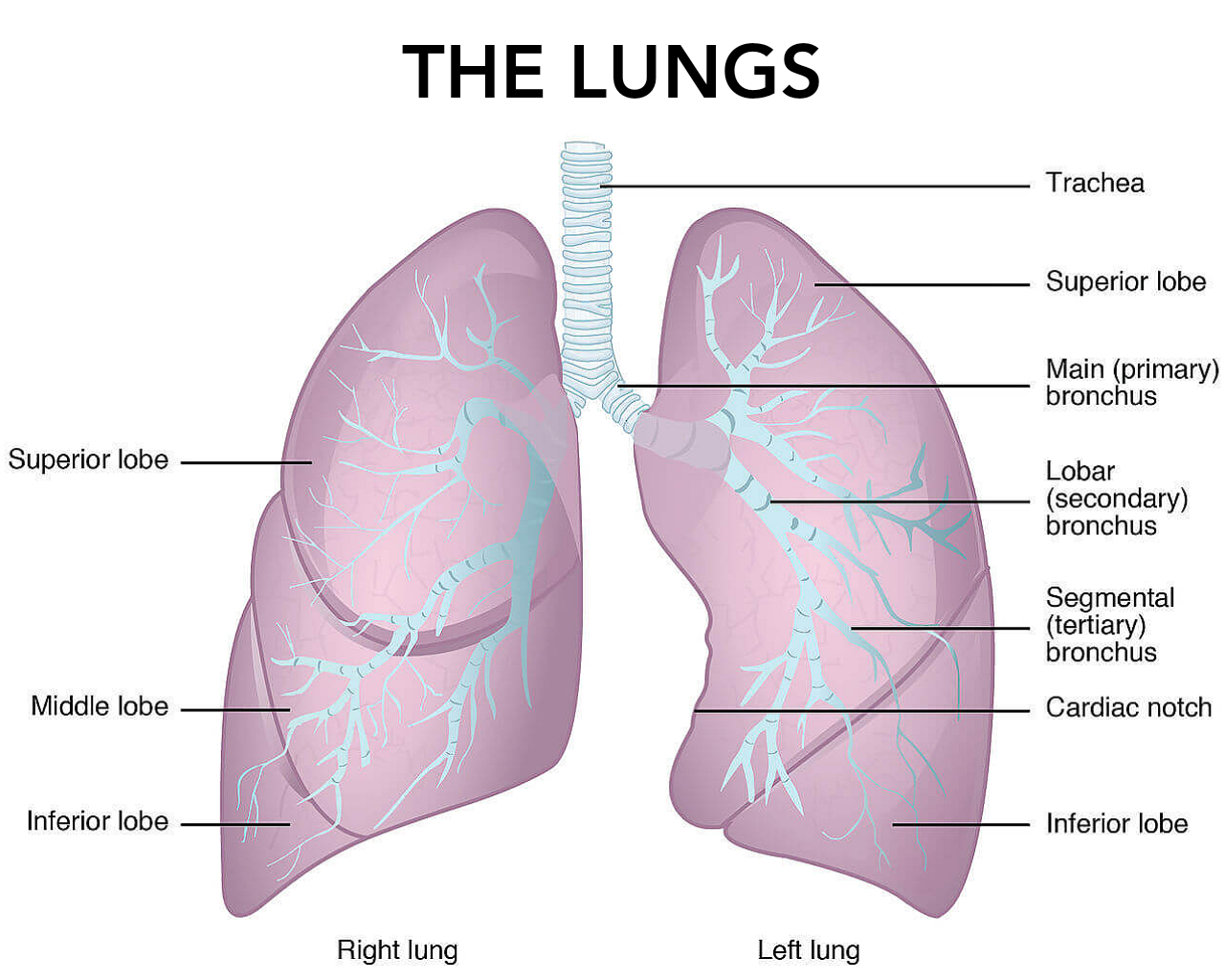 Role Of Lungs In Excretion: Beyond Just Breathing