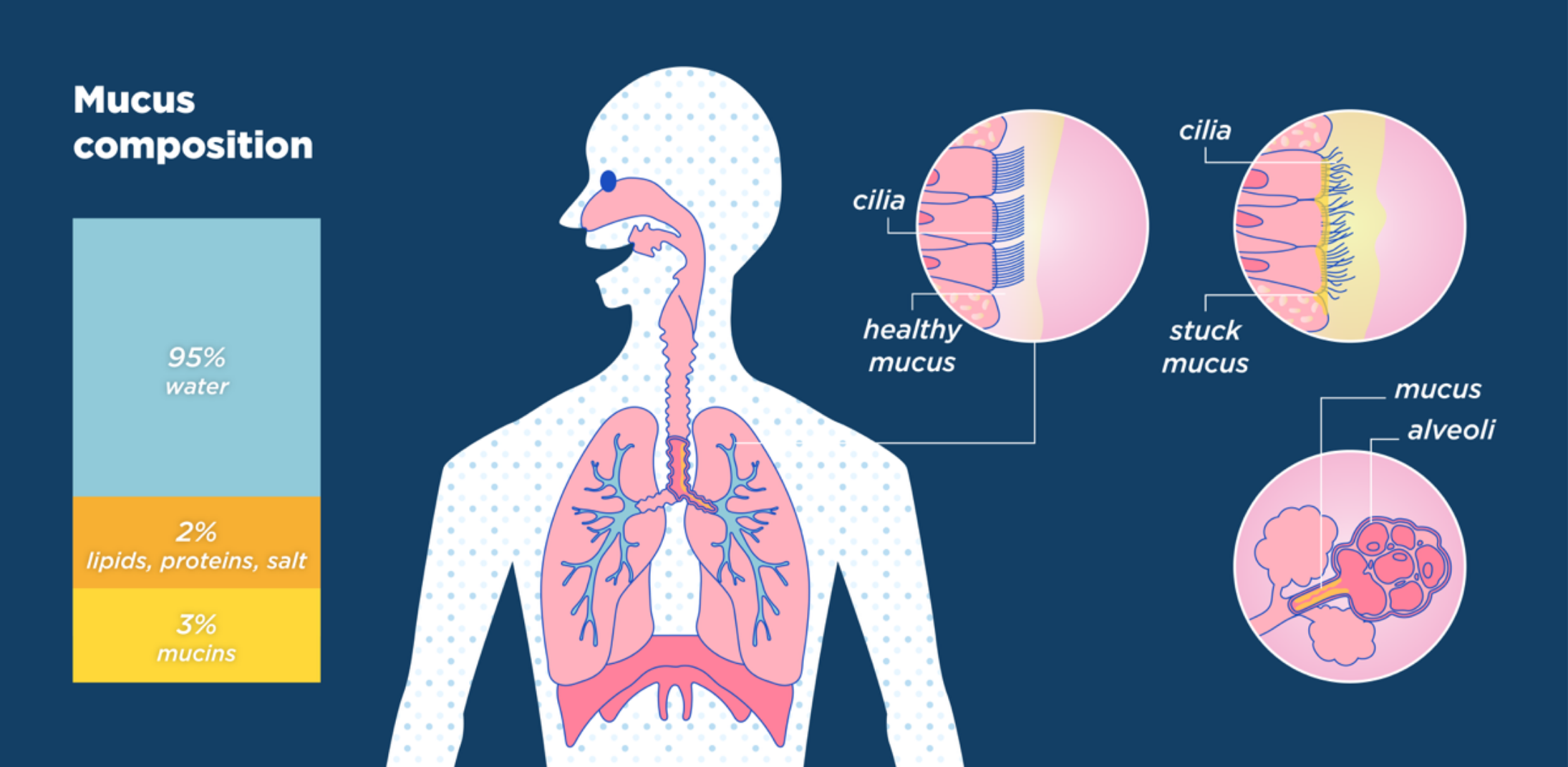 How Do Lungs Produce Mucus And Why It Matters For Your Health