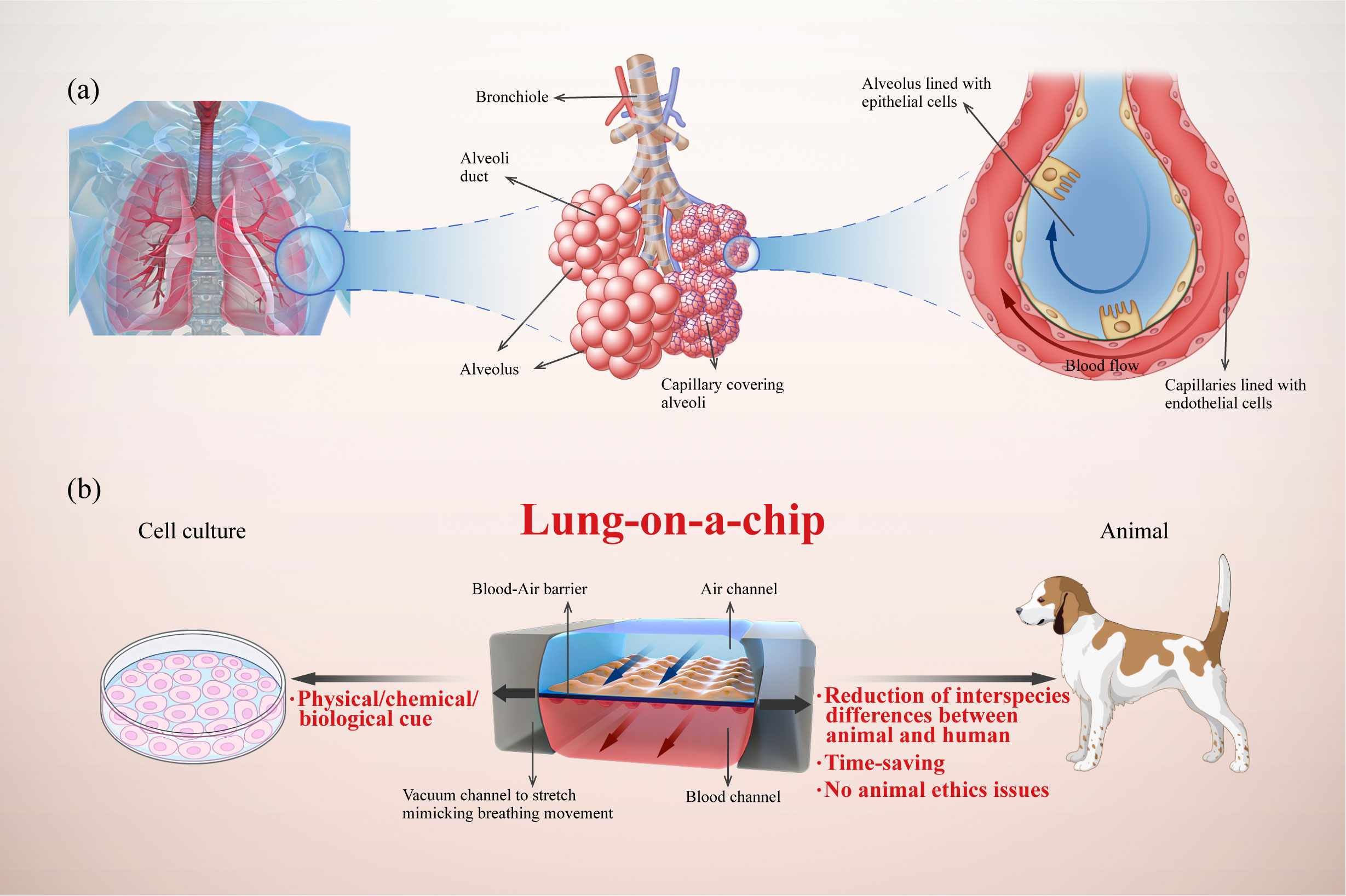 Understanding How Do Lungs Work Pressure