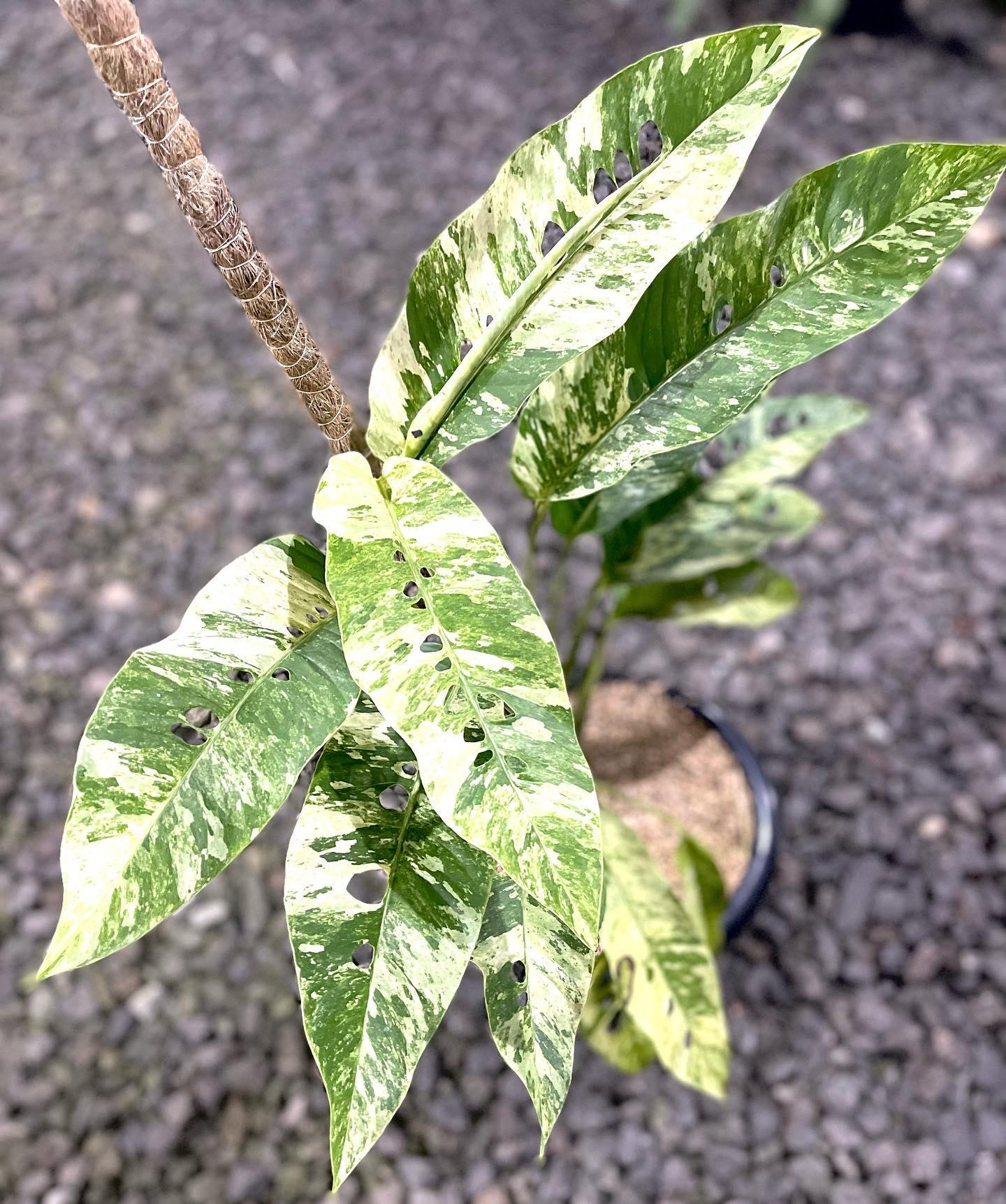 How Do Plants Get Variegated A Botanist Explains The Science Behind The Checkered Leaves