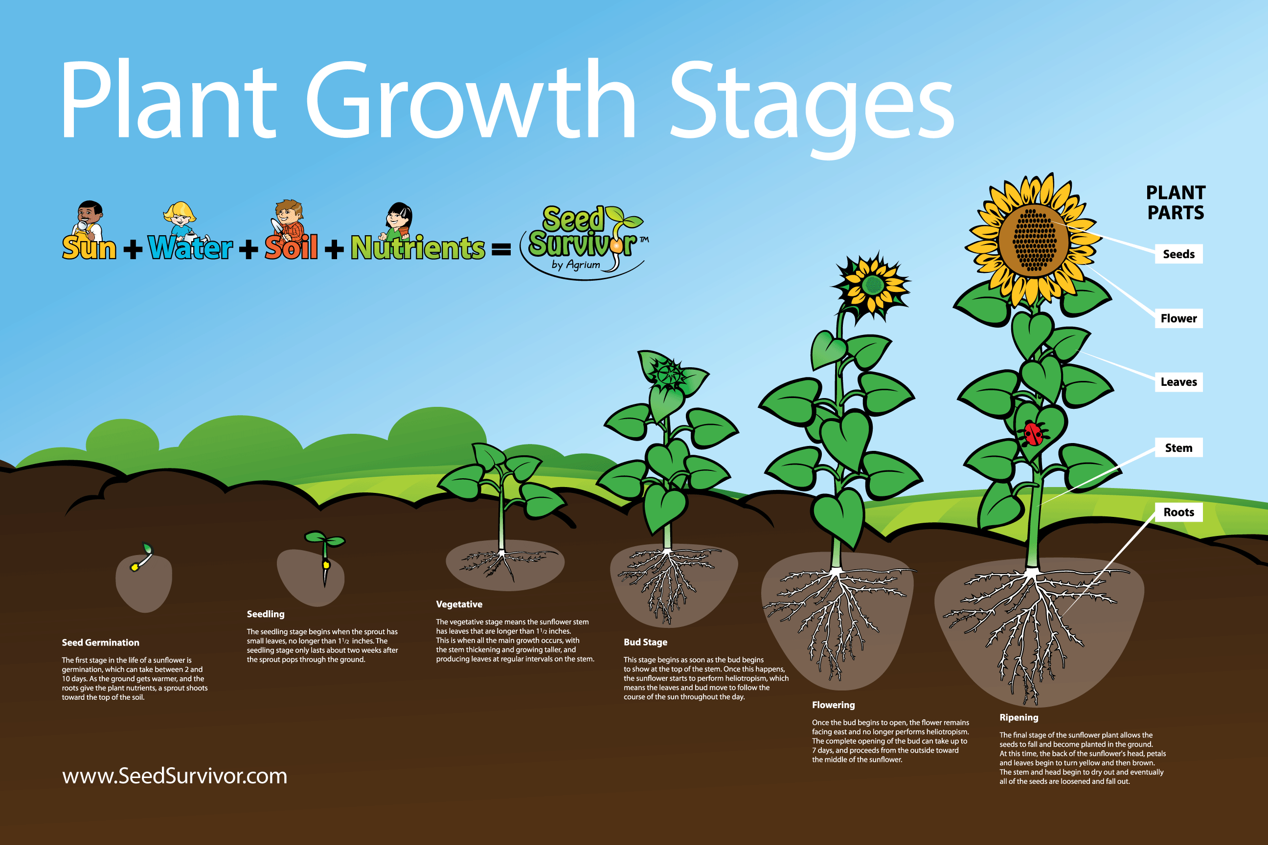 How Plants Grow: A Simple Guide For Class 3