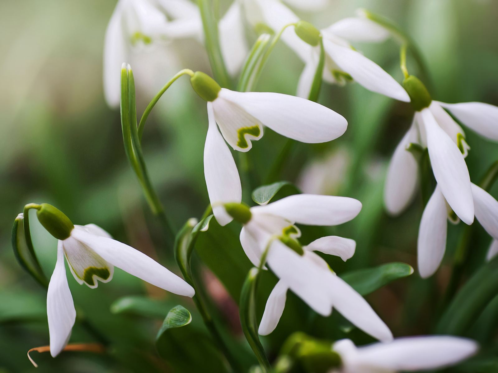 How Do Plants Know It's Spring? The Inside Scoop On Their Time Clock