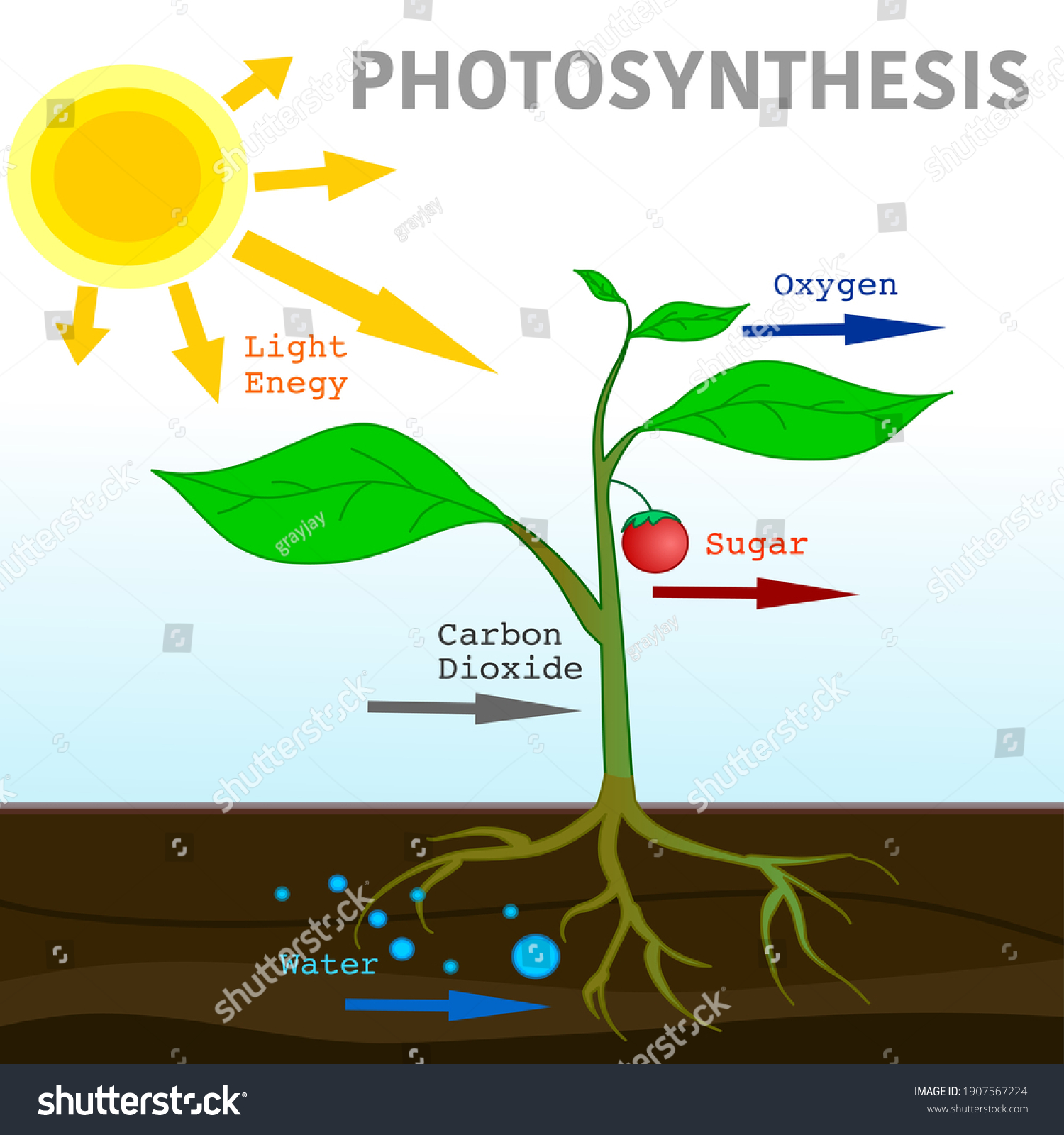 How Plants Lose Energy: Understanding Photosynthesis And Metabolism