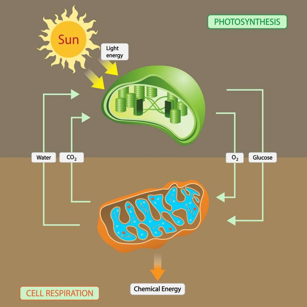How Do Plants Use Energy: From Sunlight To Sugar