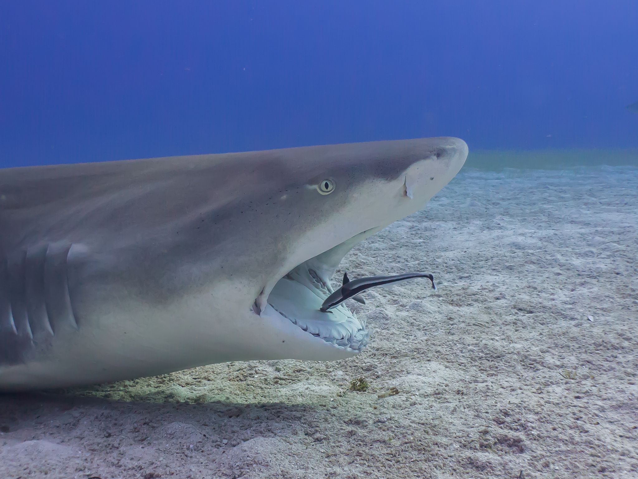 How Do Sharks Clean Their Teeth After Meals