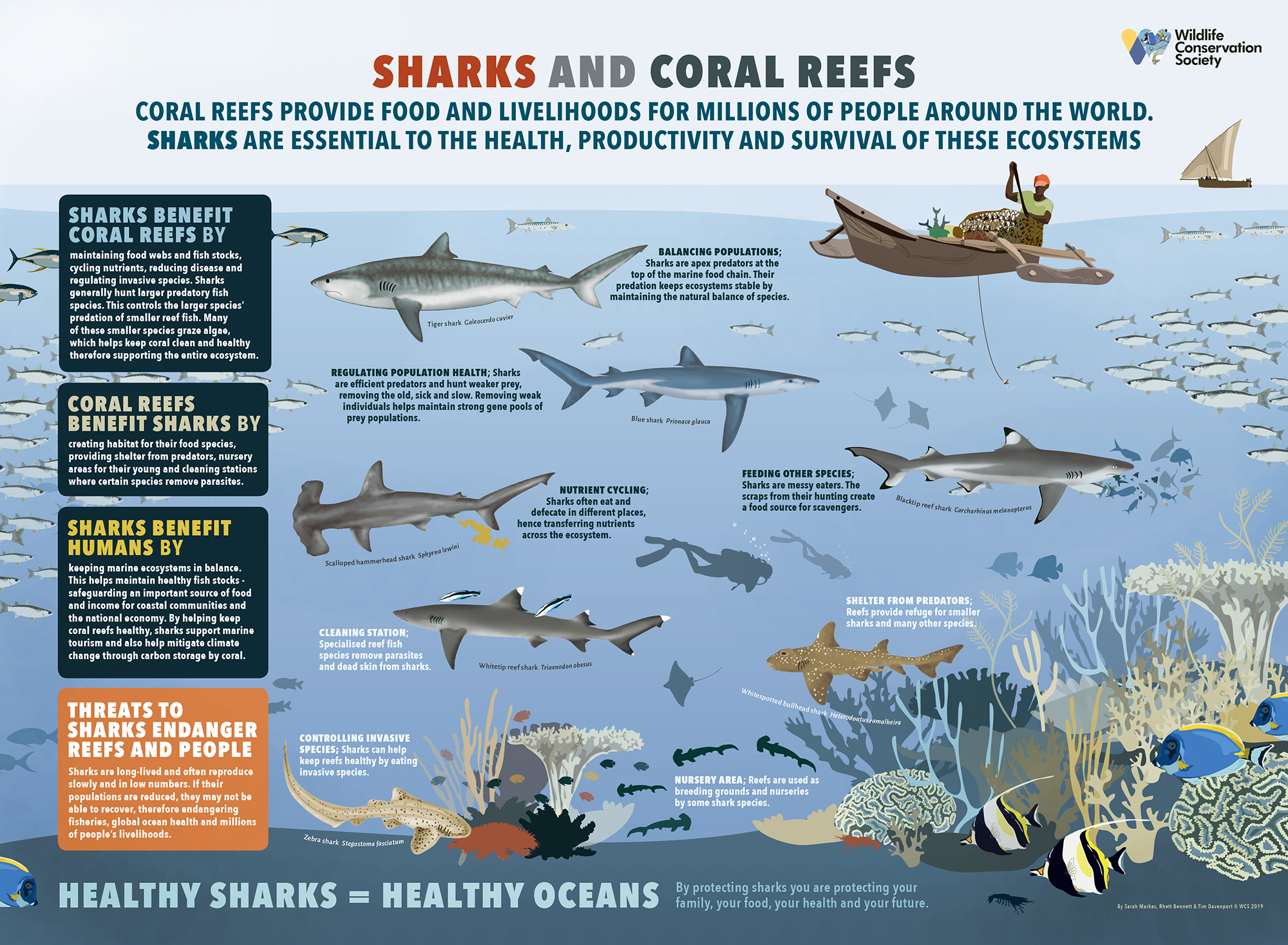How Sharks Escape Predators On The Open Ocean