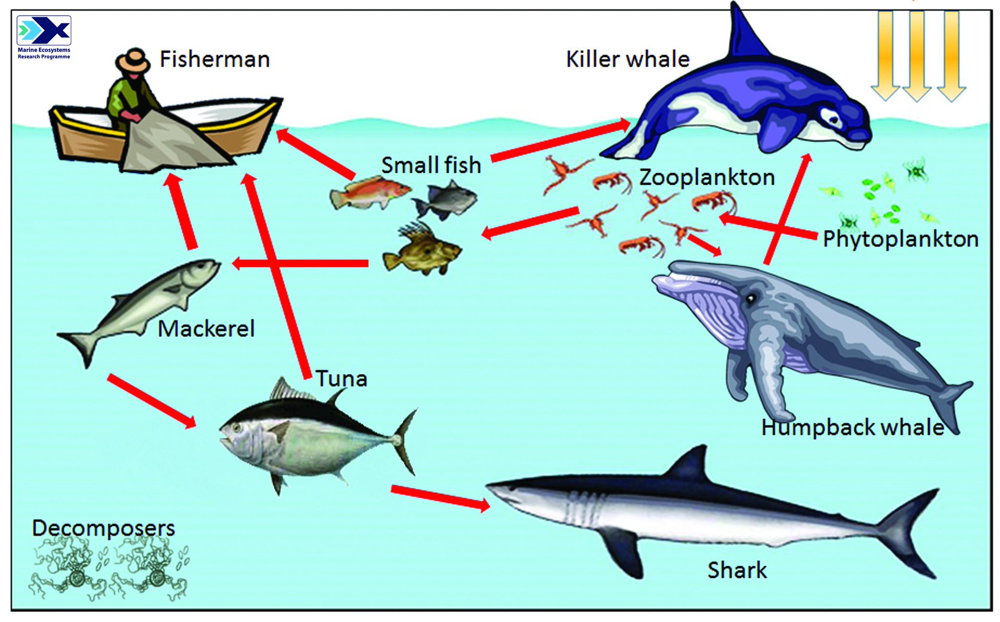 How Do Sharks Find Food In The Wild