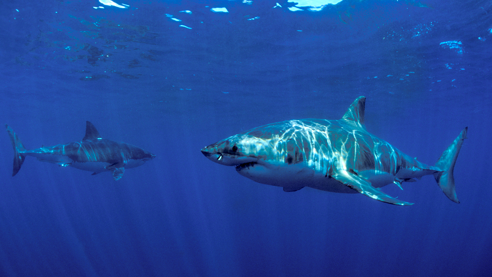 How Do Sharks Interact With Humans: Shared Space, Real Dangers, And Survival Tips