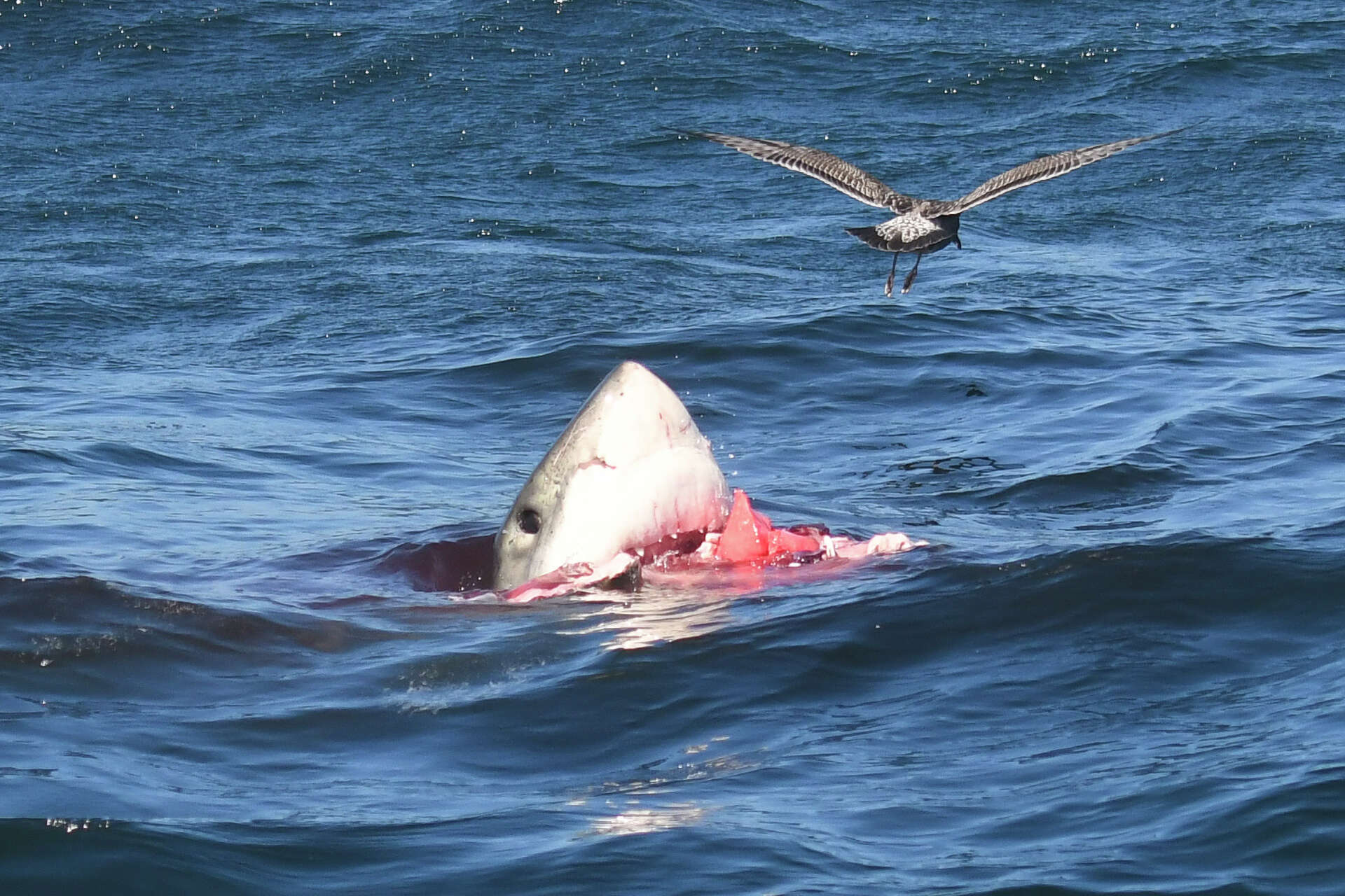 How Sharks Kill Their Prey: A Deep Dive Into Killer Instincts