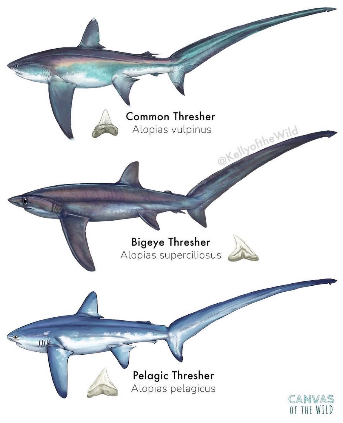 How Do Sharks Look: A Visual Guide To Their Bodies