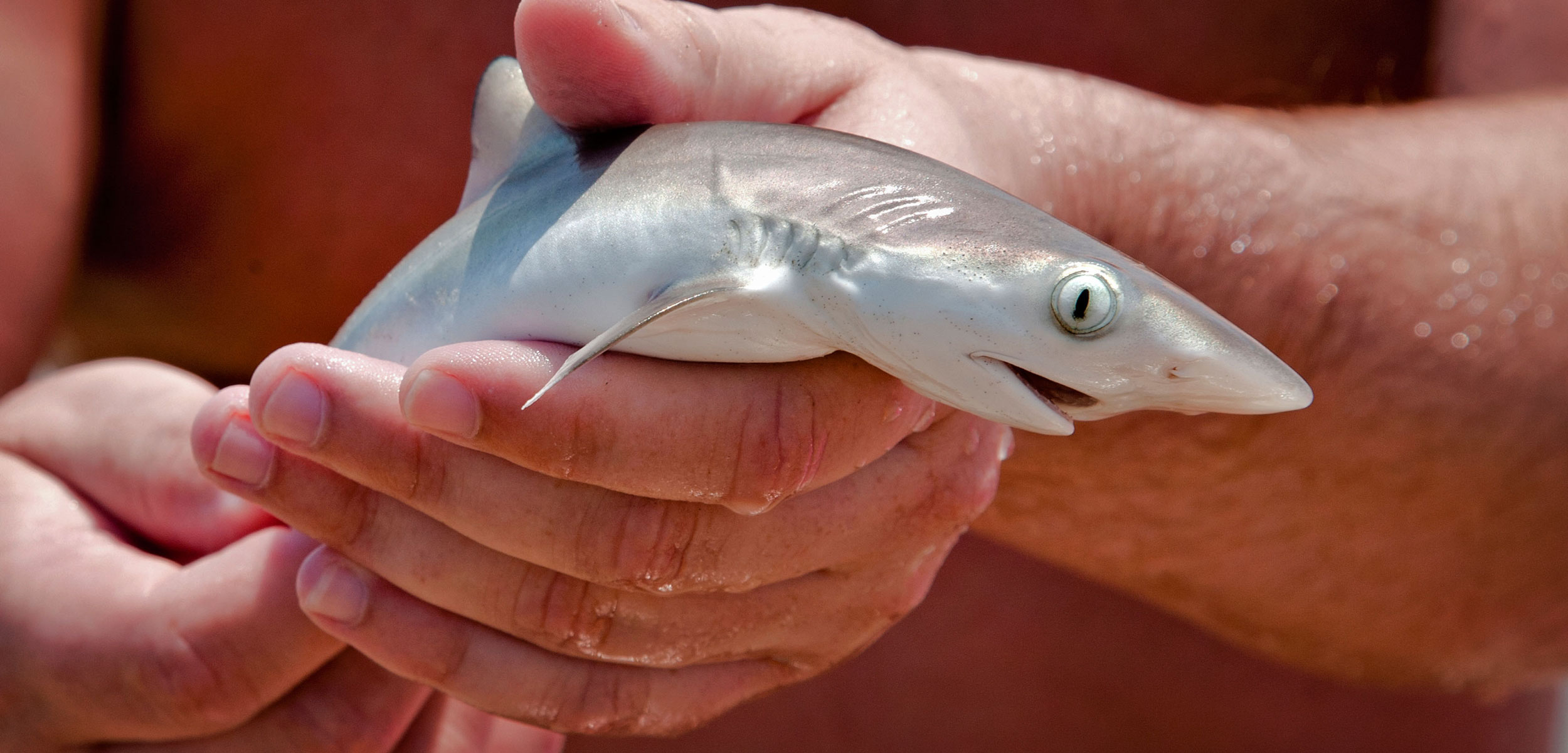 How Do Sharks Make Babies? A Fascinating Guide To Shark Reproduction