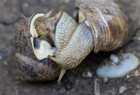 Snail Reproduction Secrets Unveiled