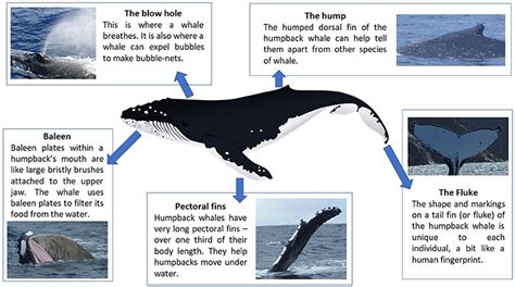 How Do They Move Whales