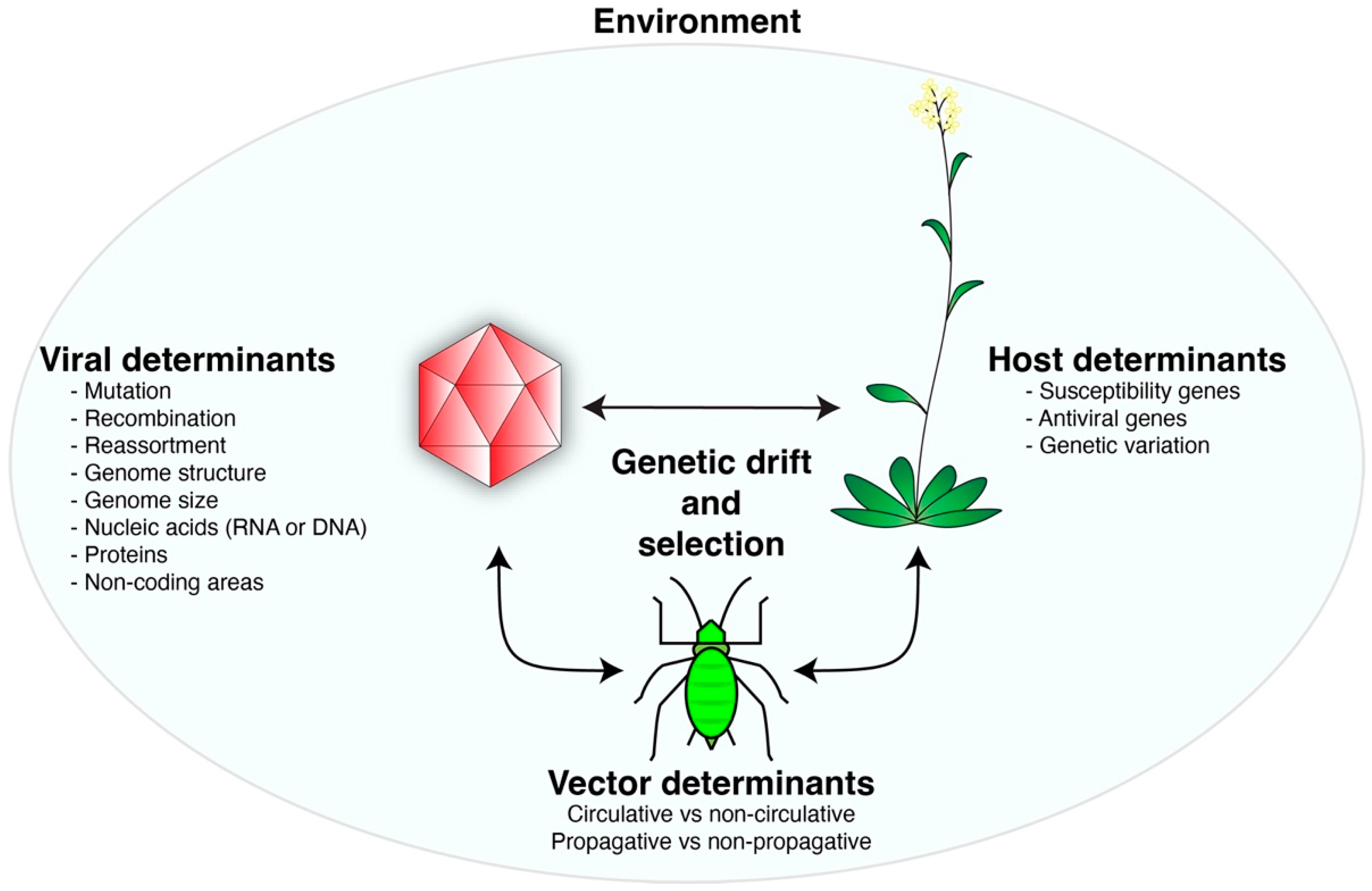 How Do Viruses Evolve And Adapt To New Hosts