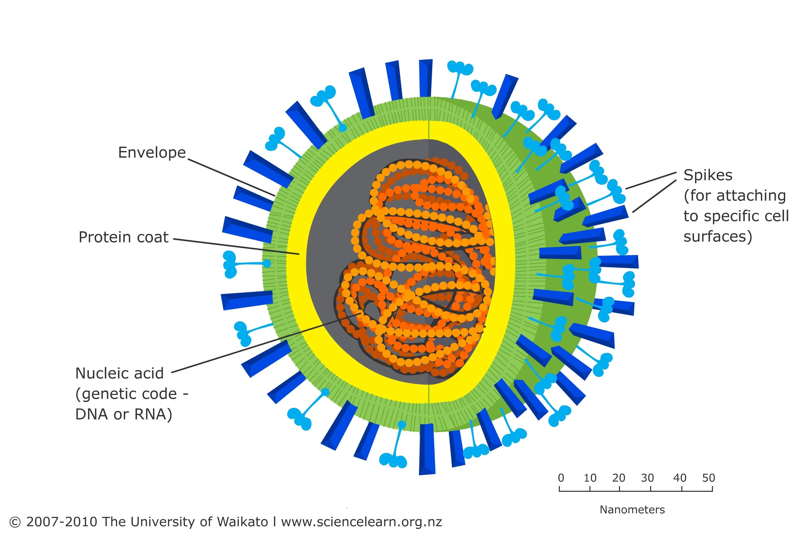 How Do Viruses Have Dna Despite Being Microscopic?