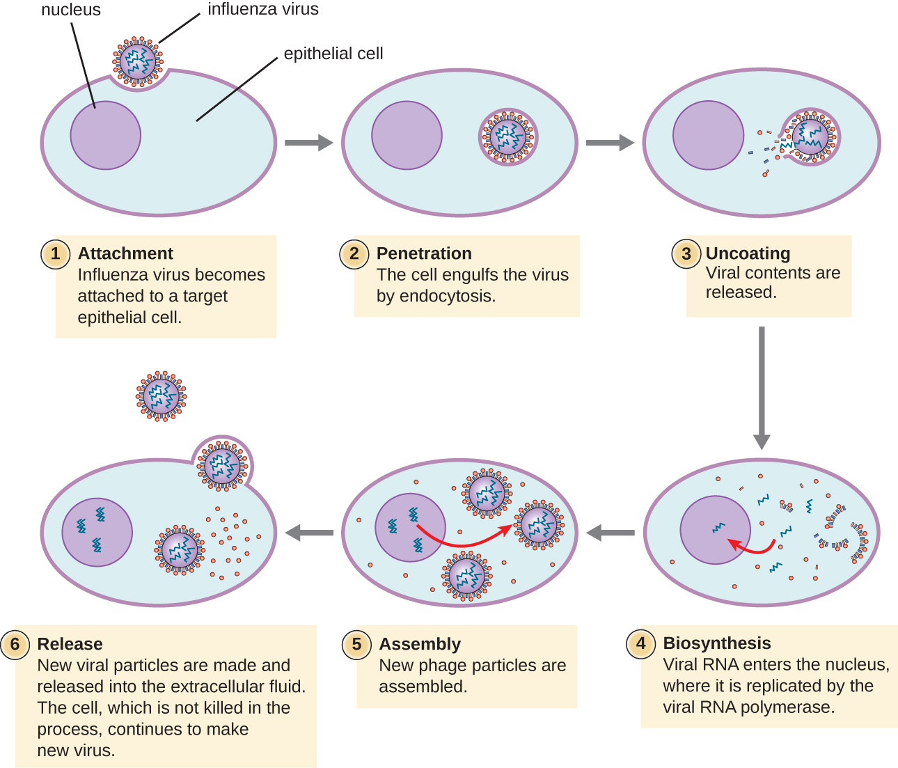How Do Viruses Infect Cells: The Stepbystep Process