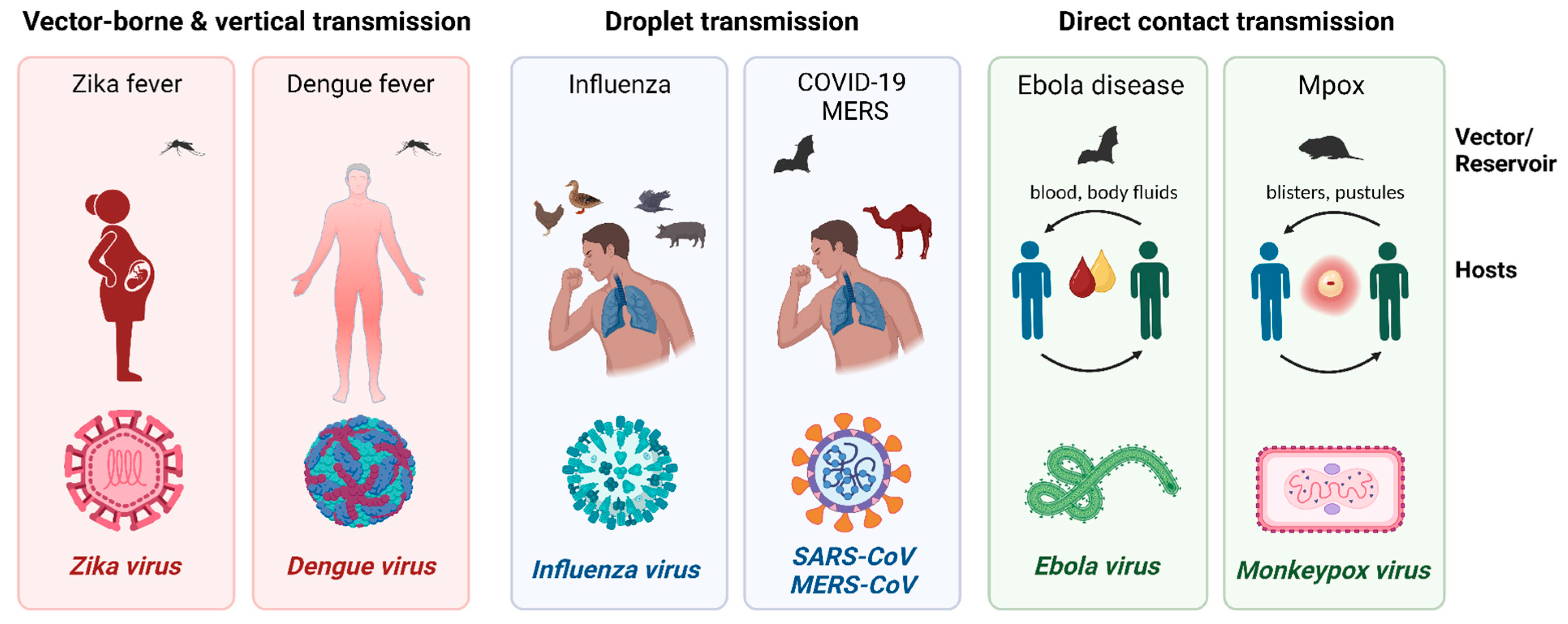 How Viruses Spread Globally: The Mechanics Of Rapid Transmission