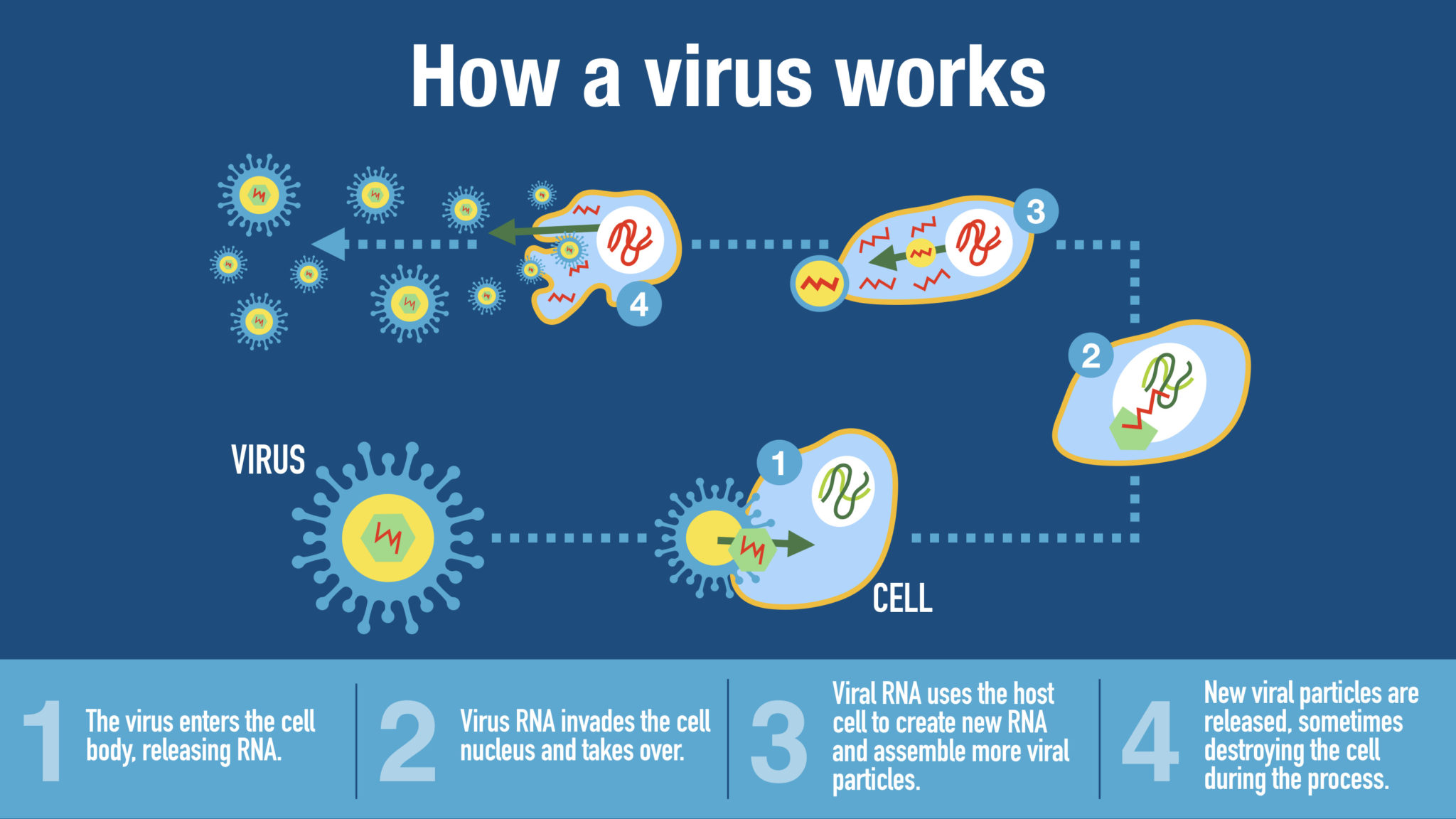 Can Viruses Actually Survive Without A Host And How