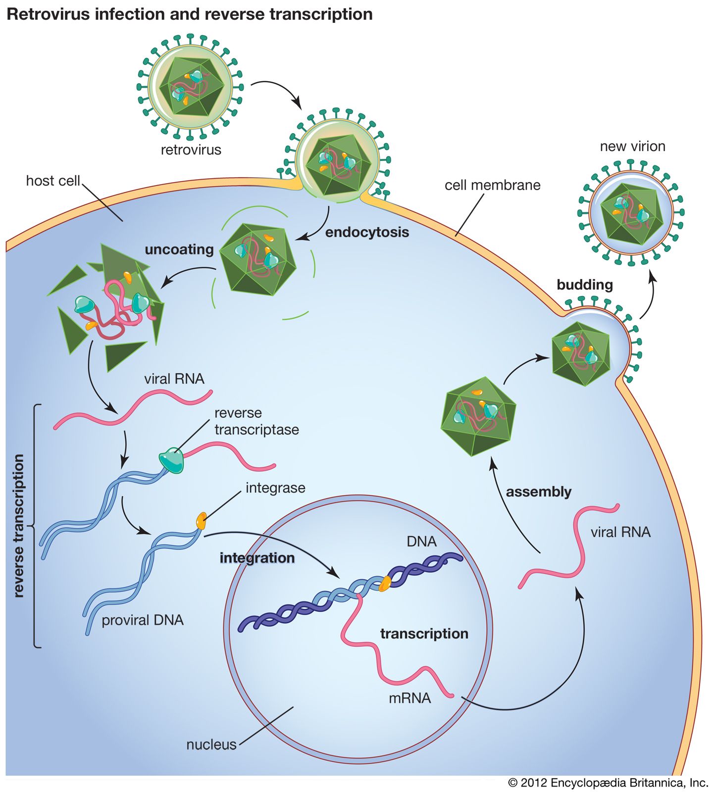 How Do Viruses Transfer Genetic Material Infection: A Beginners Guide