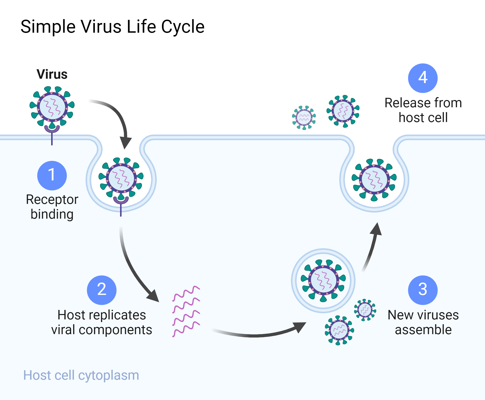 How Do Viruses Travel: The Science Behind Transmission Channels