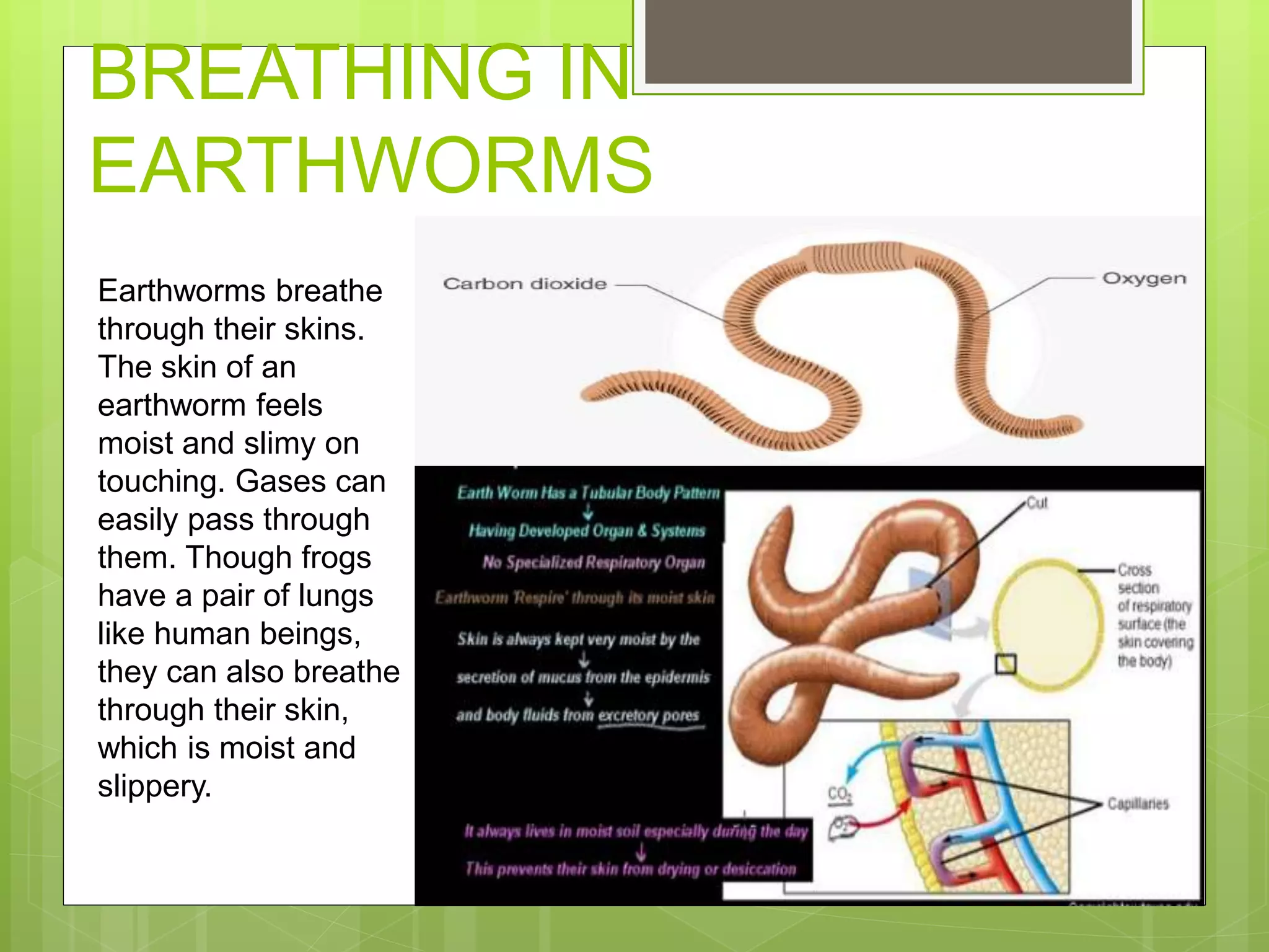 How Worms Breathe Through Their Skin: An Easy Guide