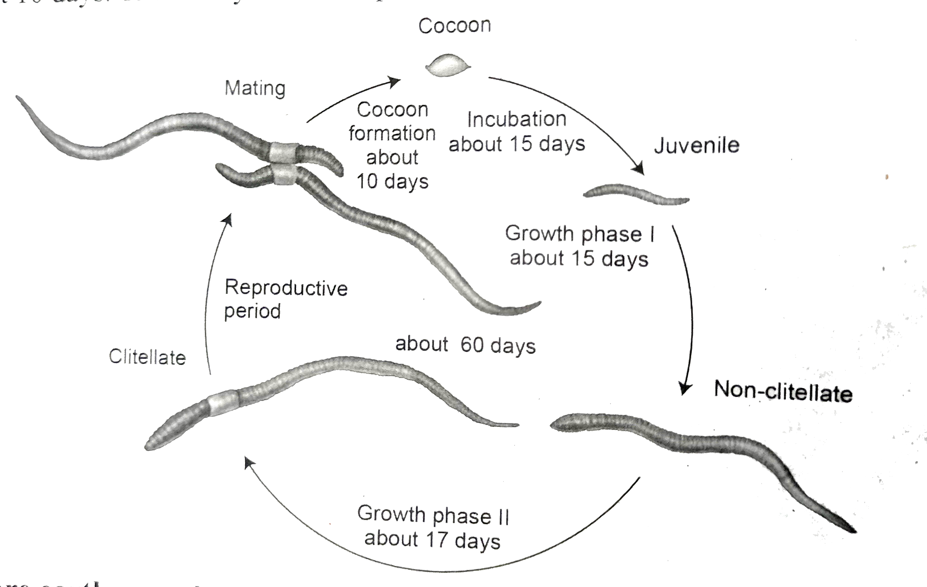 How Do Worms Form In Water: A Simple Guide