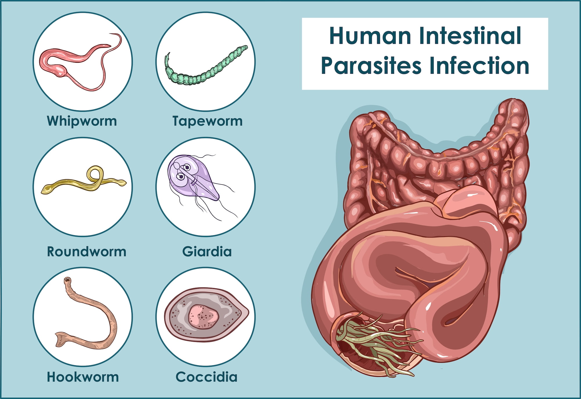What Causes Worms Inside The Body And How To Remove Them