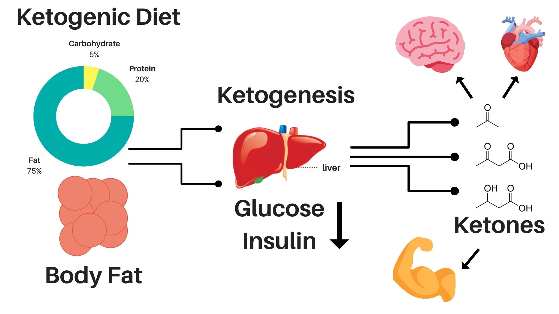 Does Age Impact Ketosis And How Your Metabolism Changes With Years